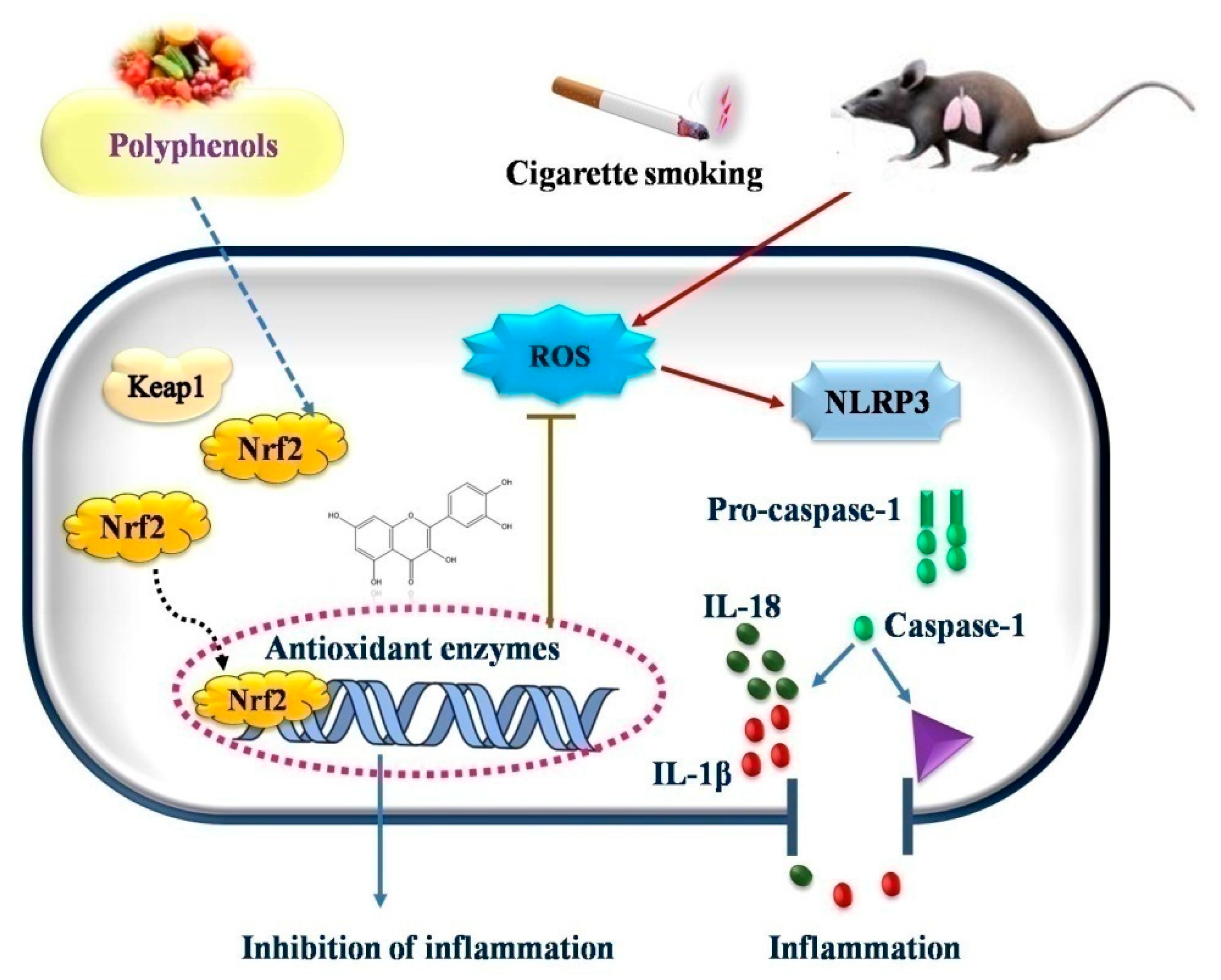 Antioxidants 11 01217 g003