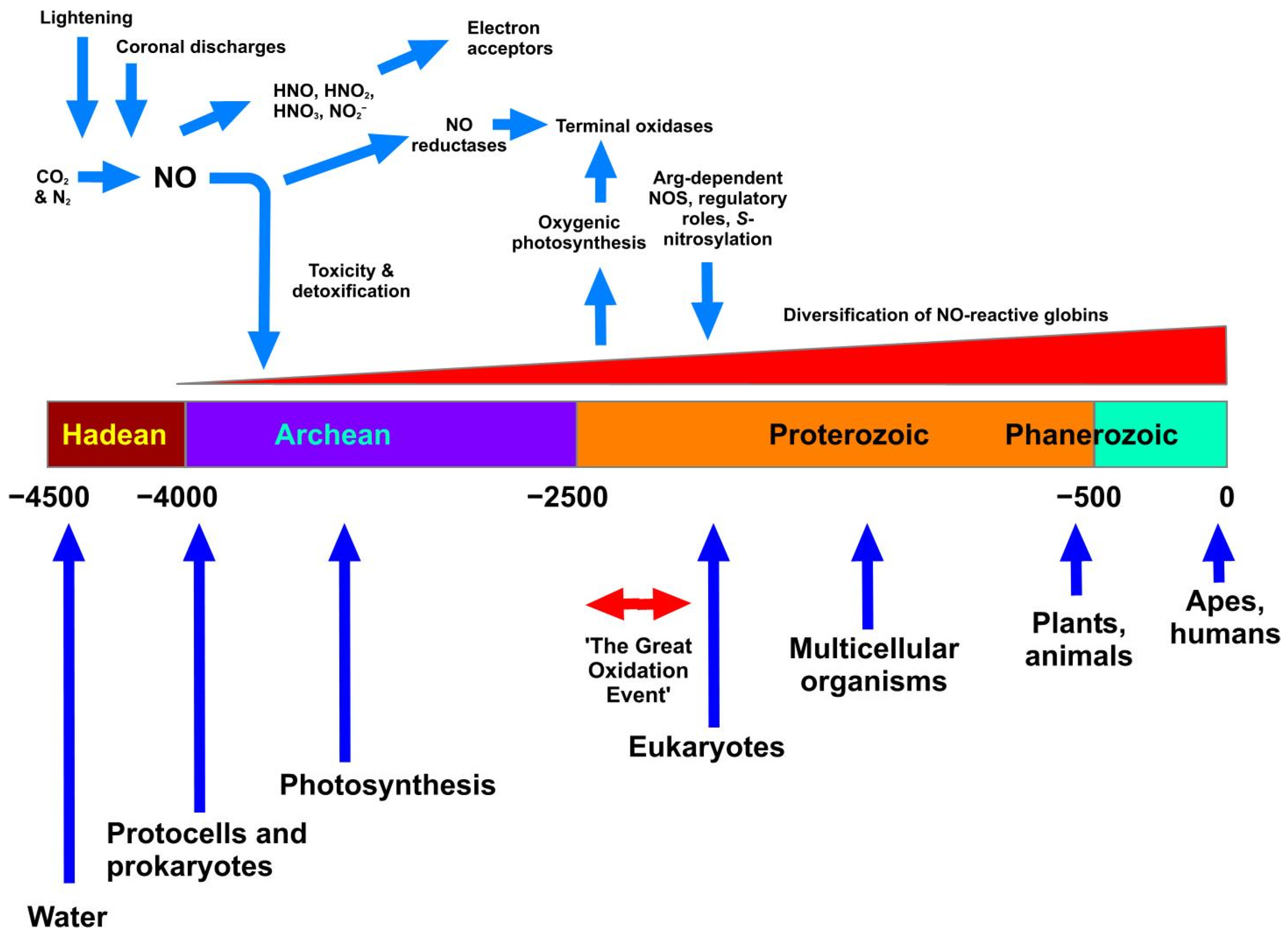 Antioxidants 11 01222 g001