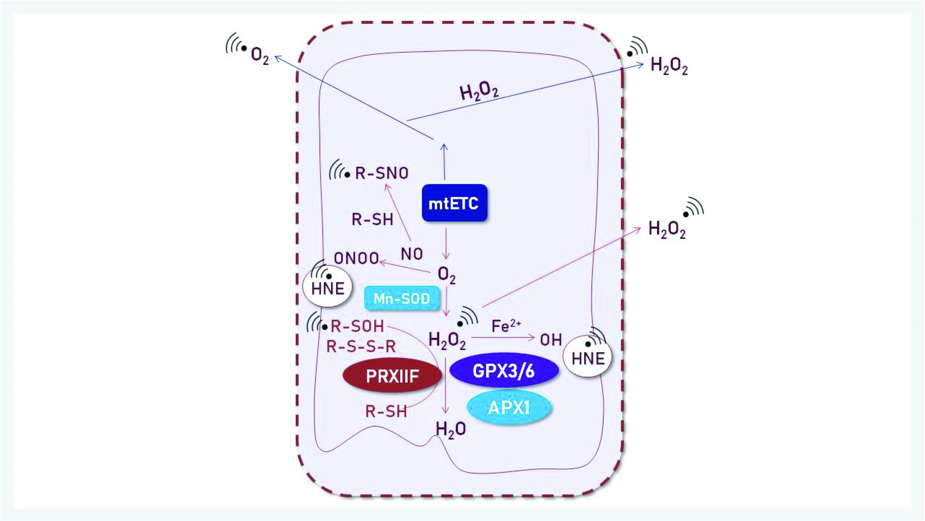 Antioxidants 11 01226 g002