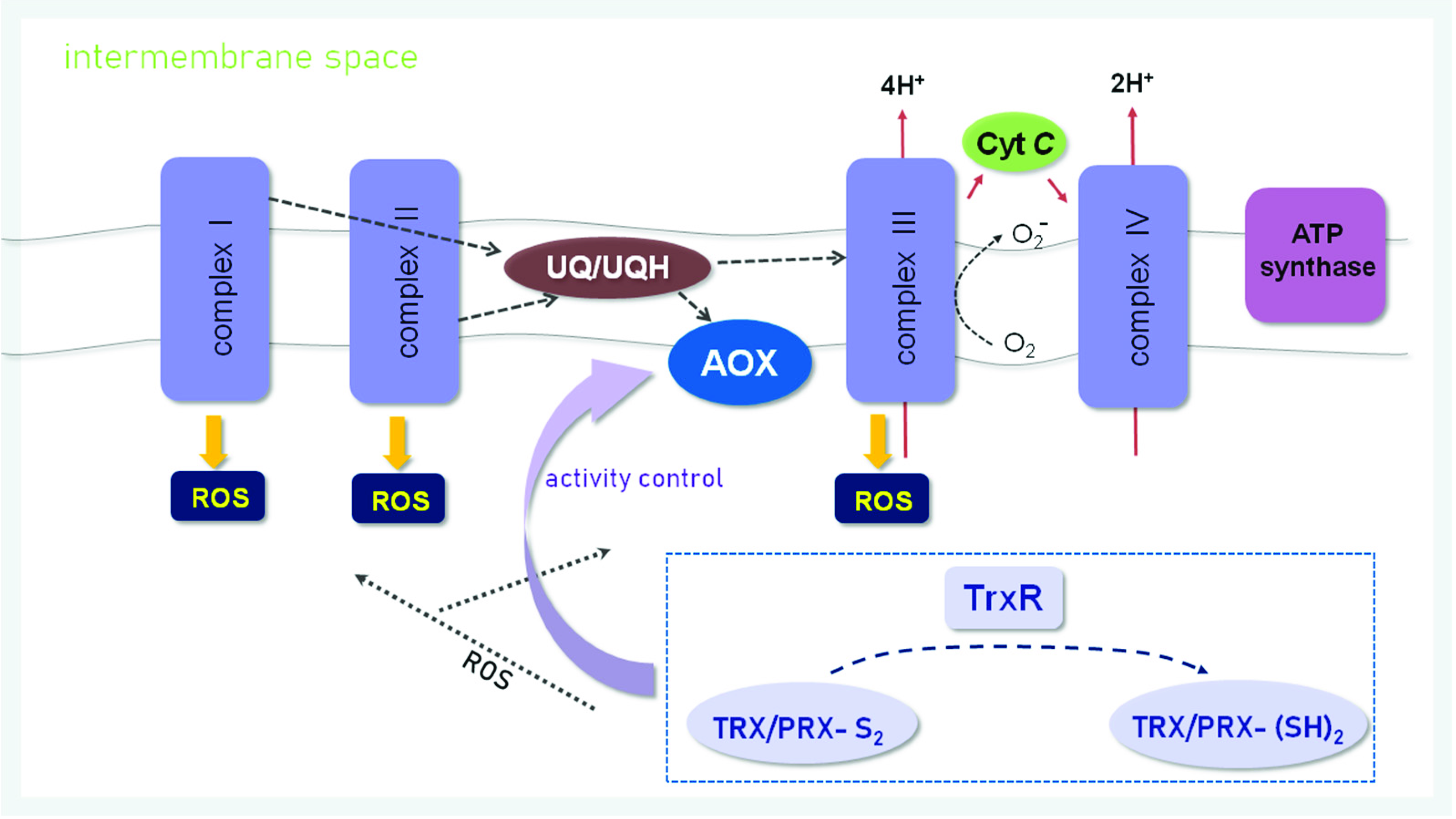 Antioxidants 11 01226 g003