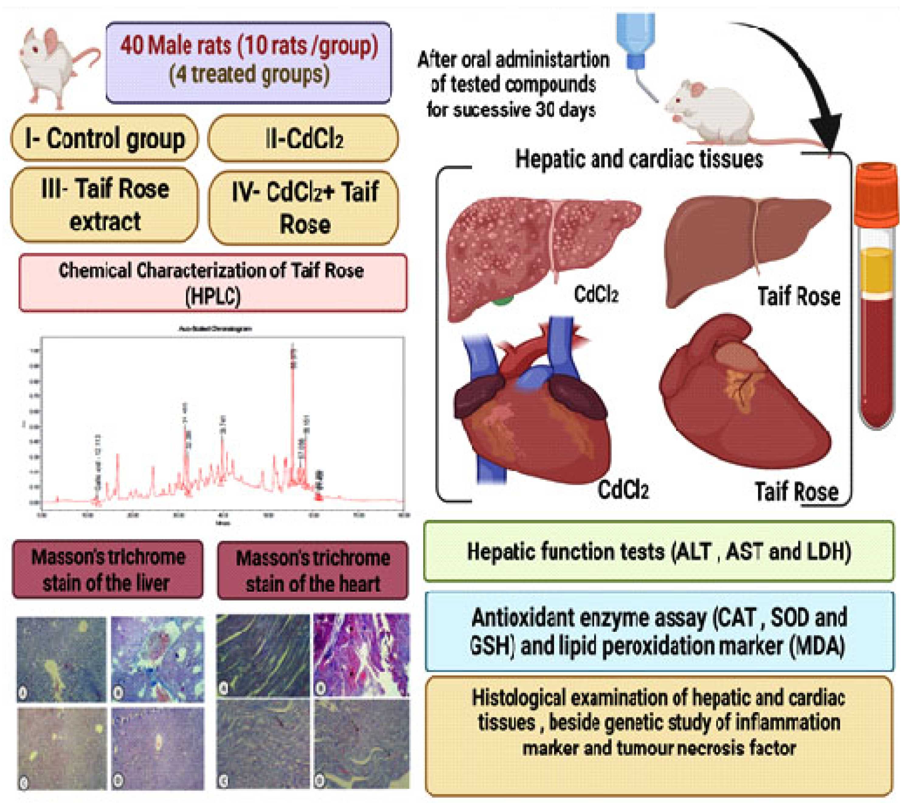 Antioxidants 11 01229 g001