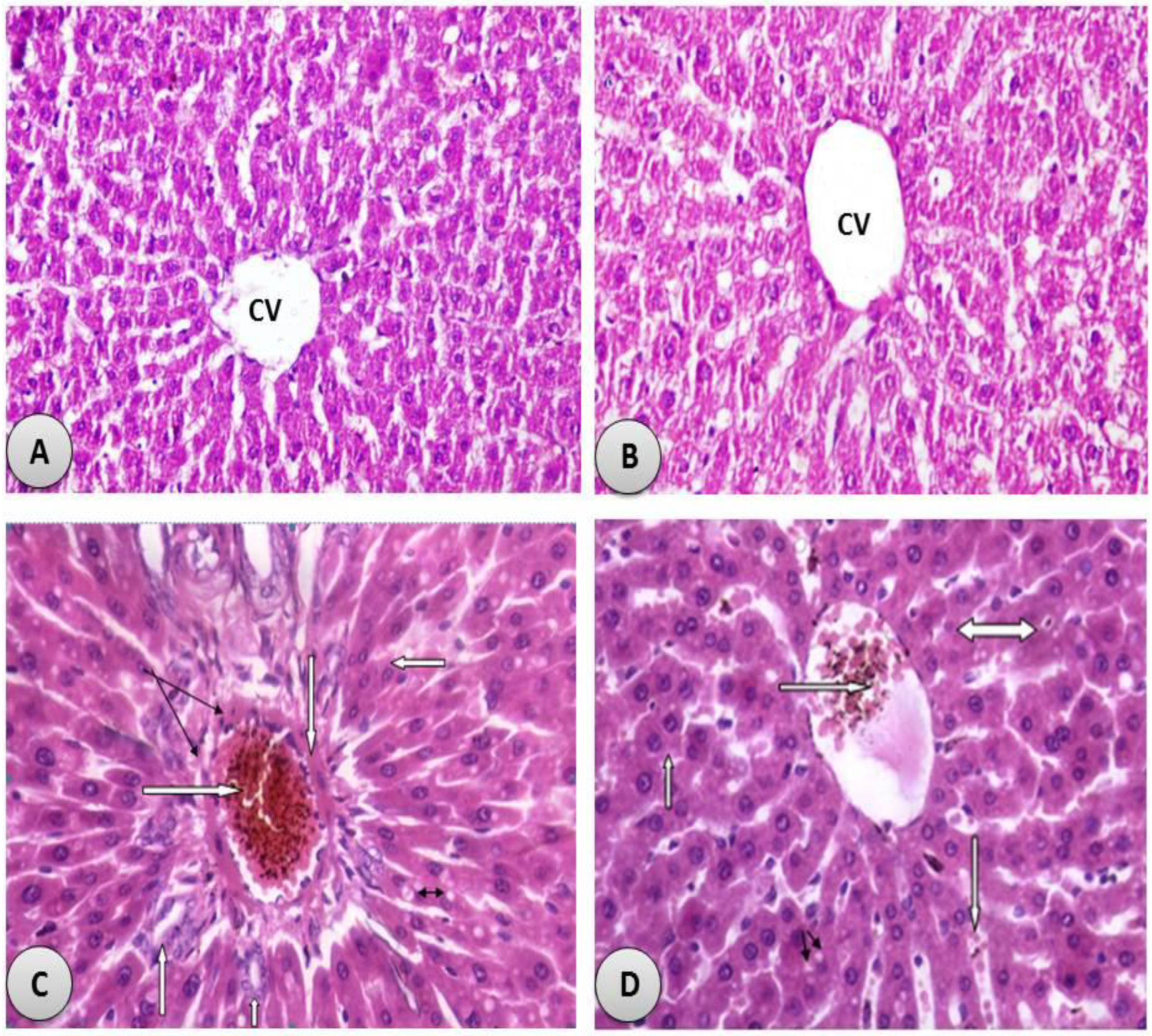 Antioxidants 11 01229 g005