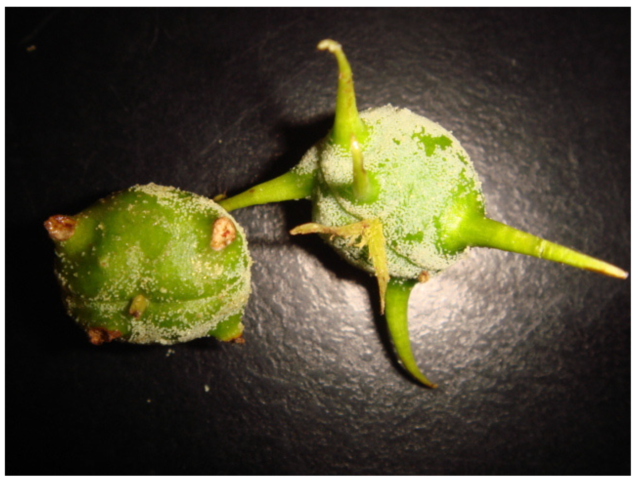 Antioxidants 11 01242 g001