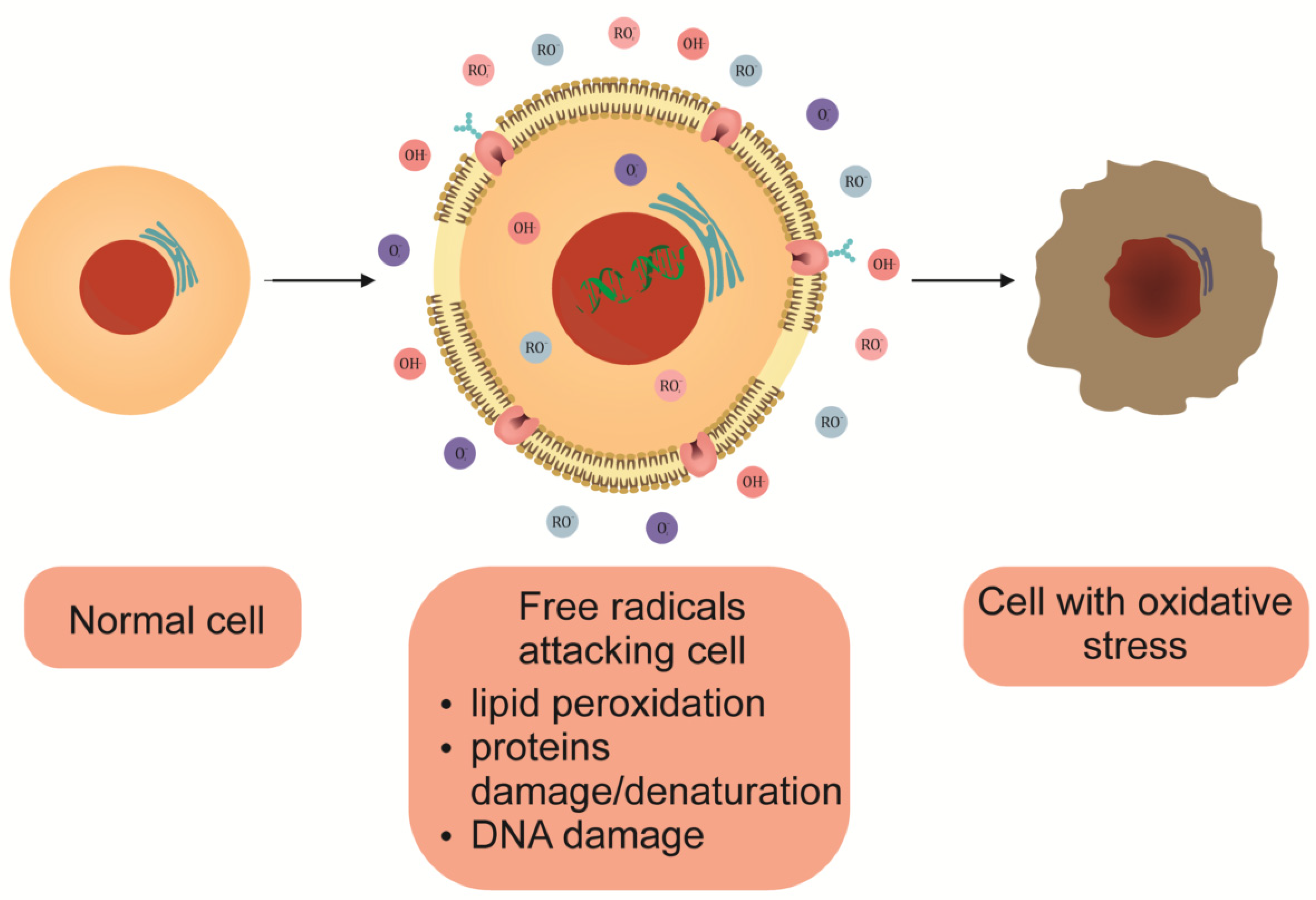 Antioxidants 11 01247 g002