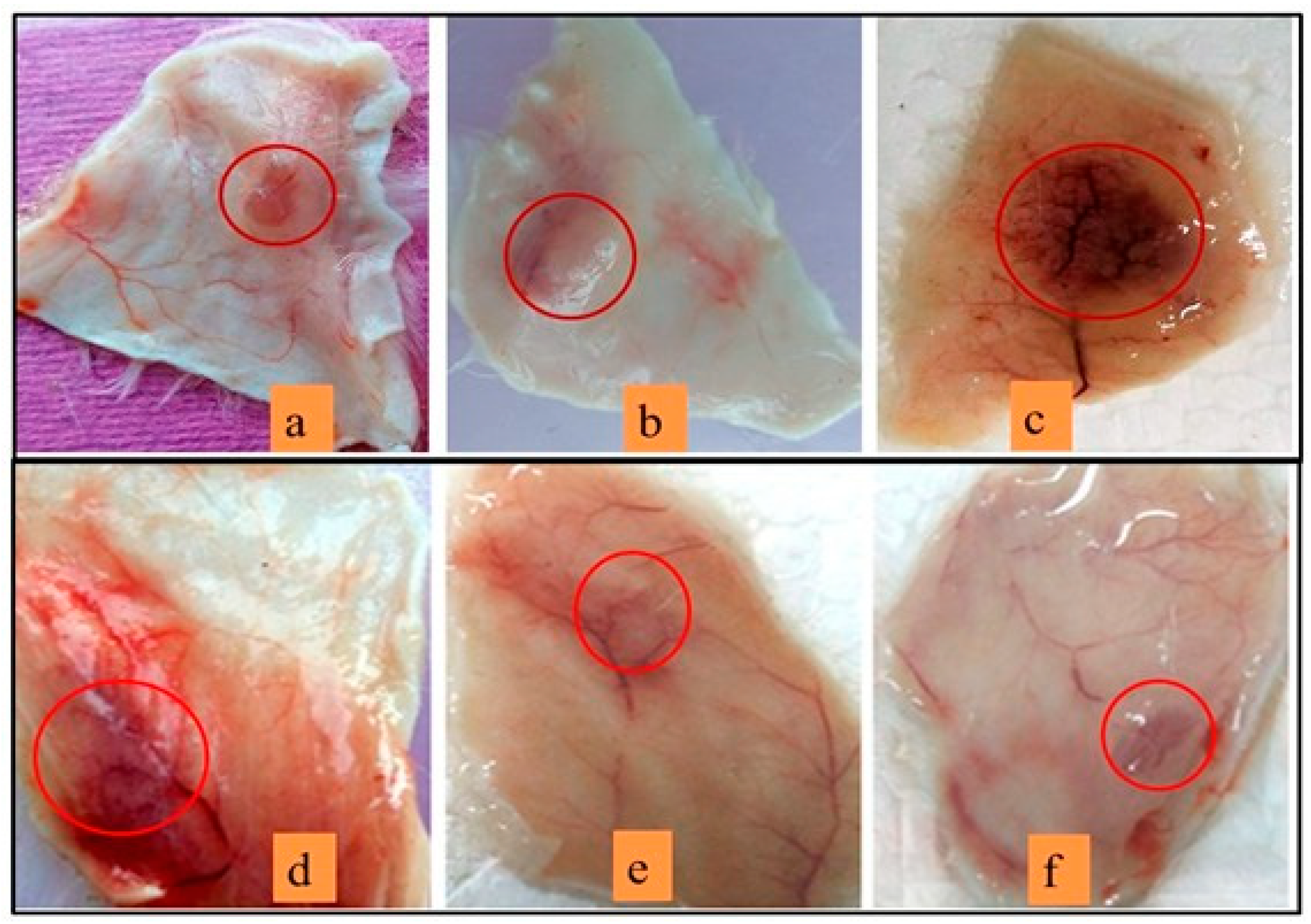 Antioxidants 11 01251 g011