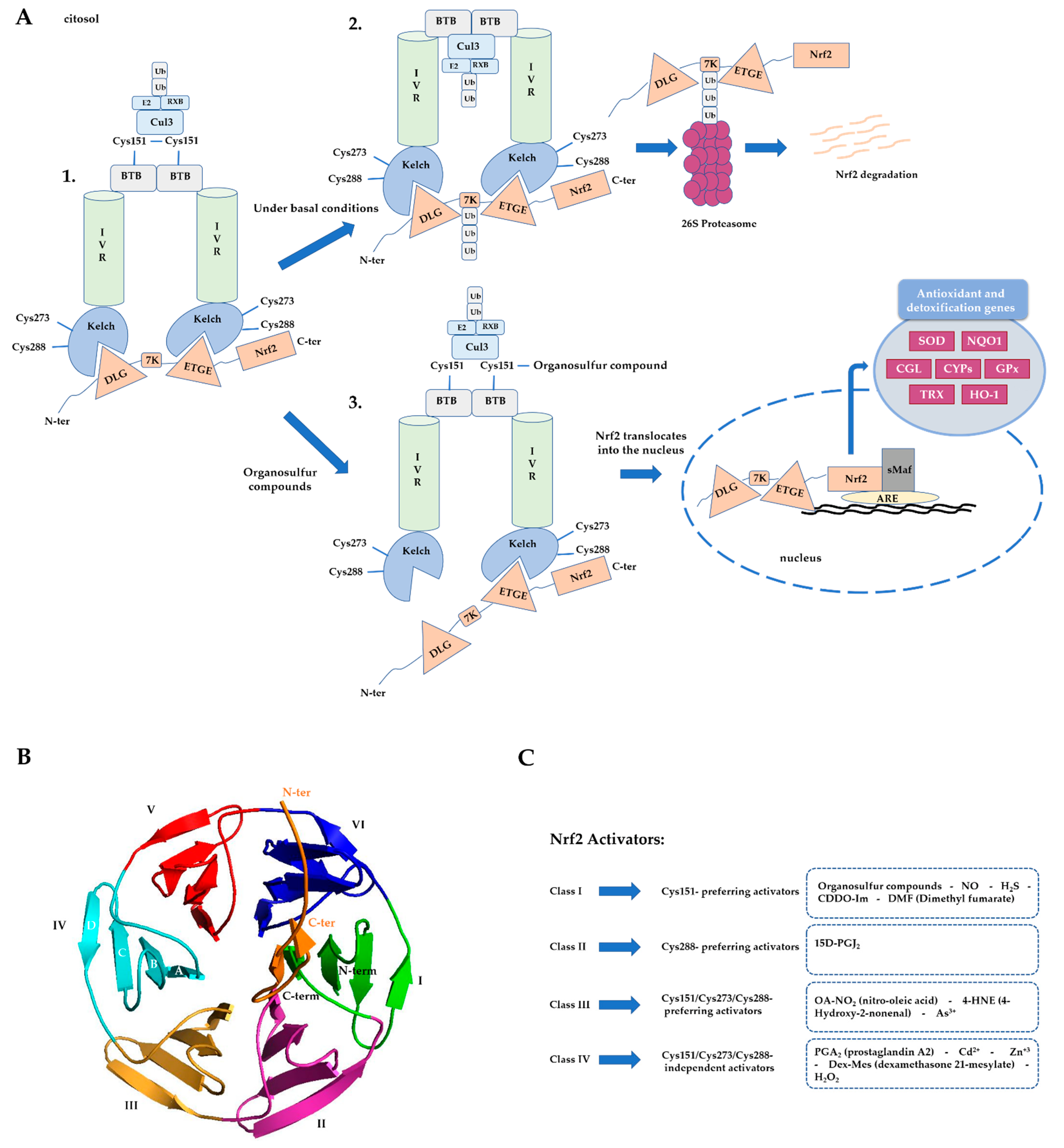 Antioxidants 11 01255 g002