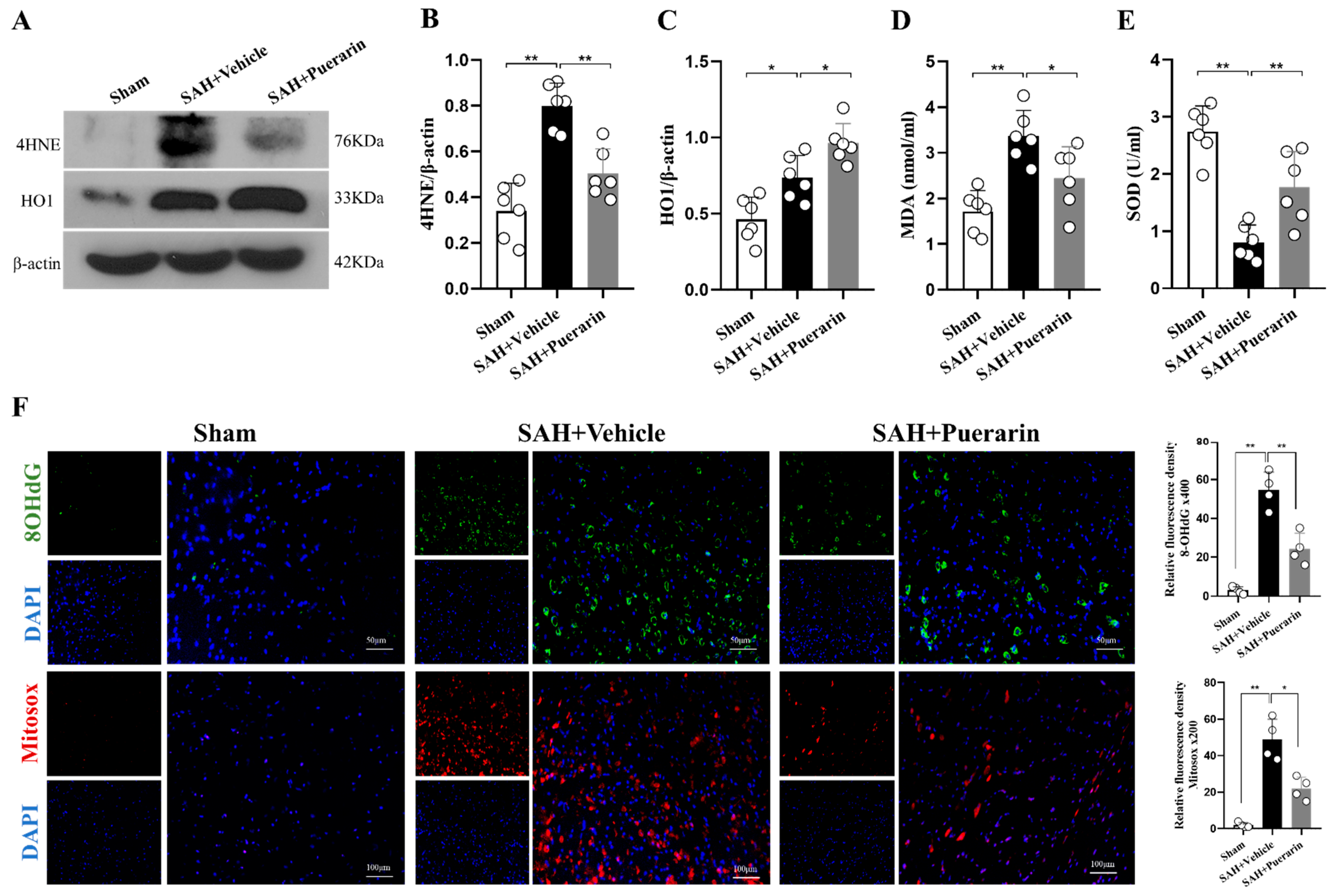 Antioxidants 11 01259 g003