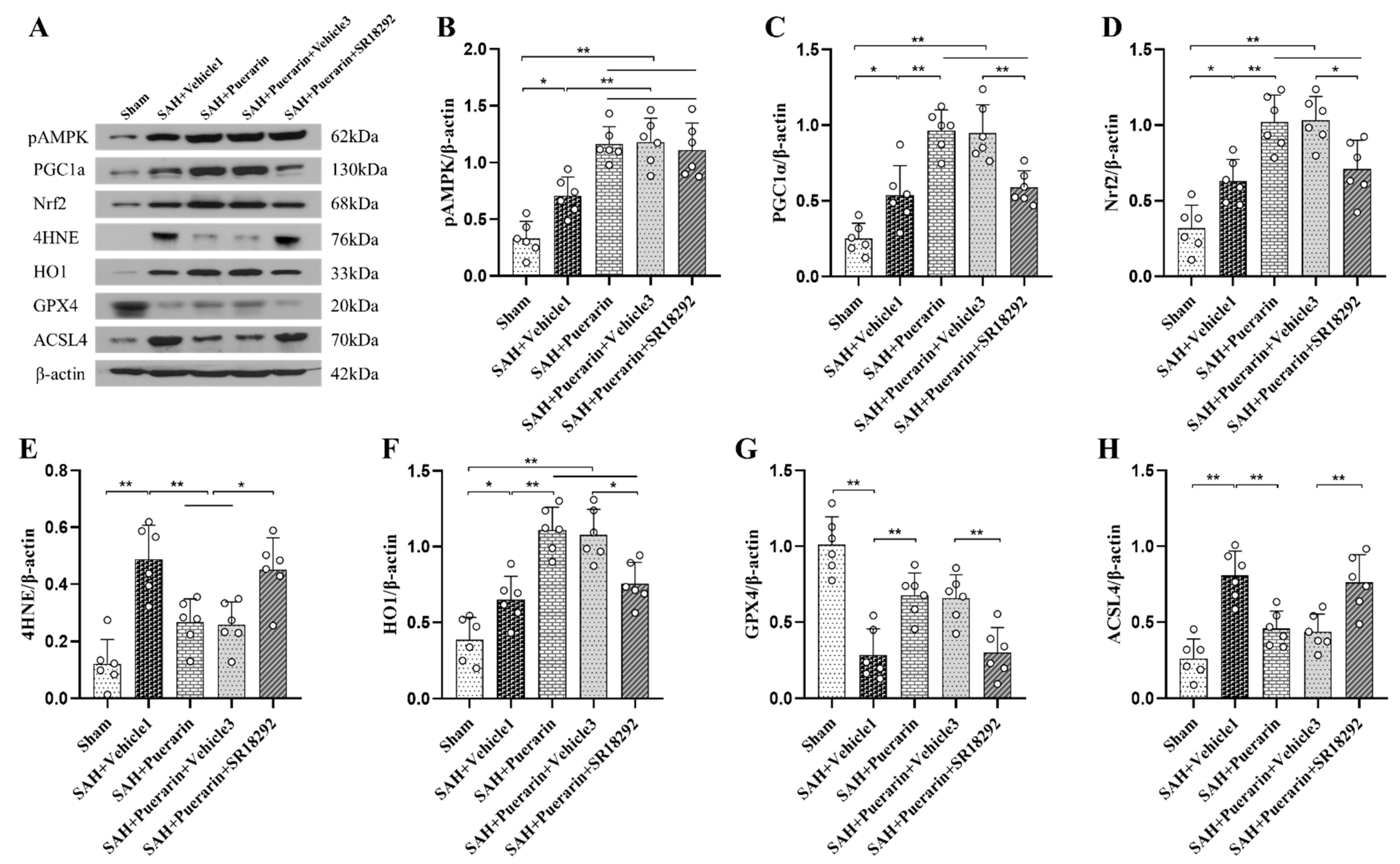 Antioxidants 11 01259 g007