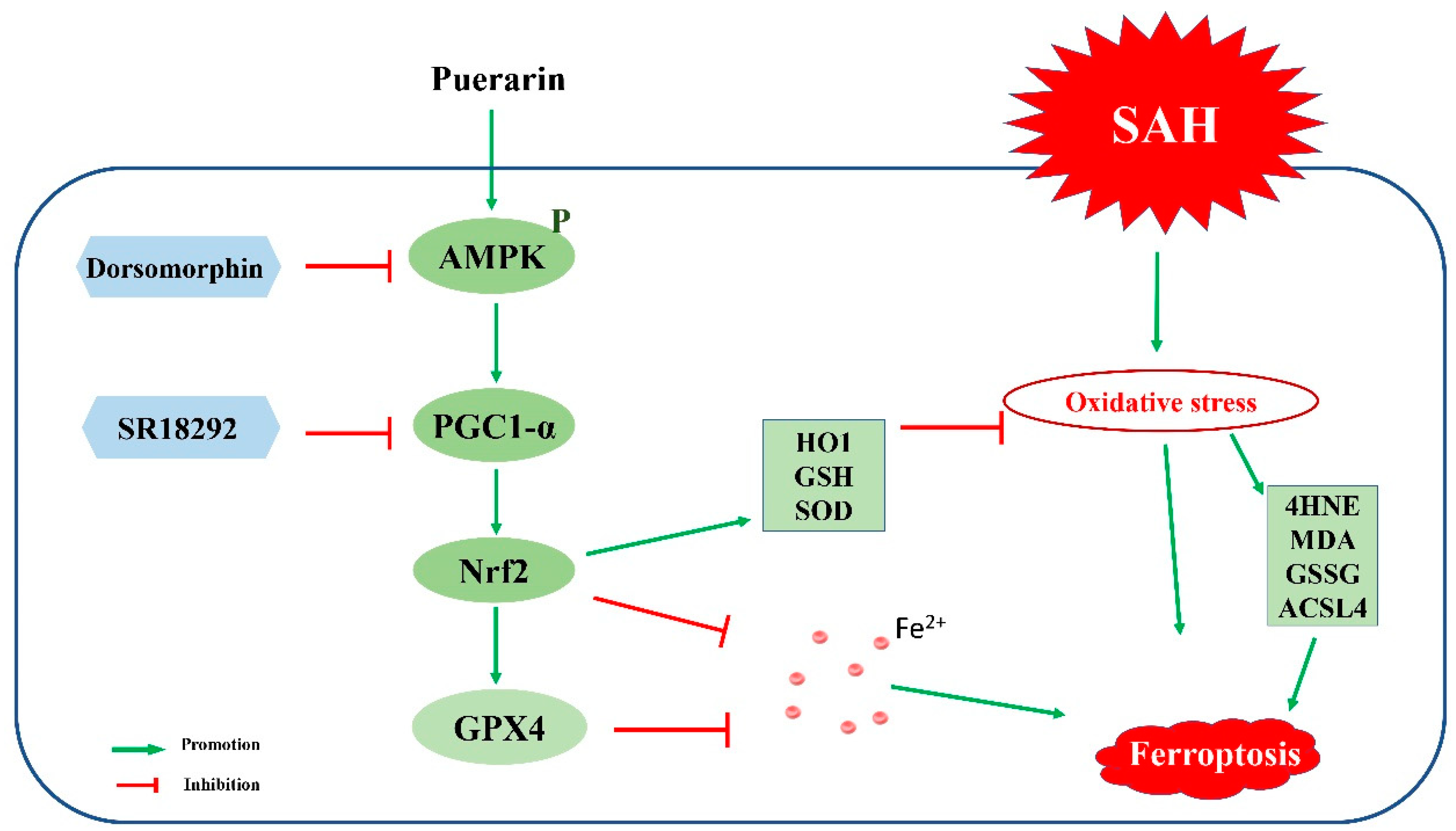 Antioxidants 11 01259 g008