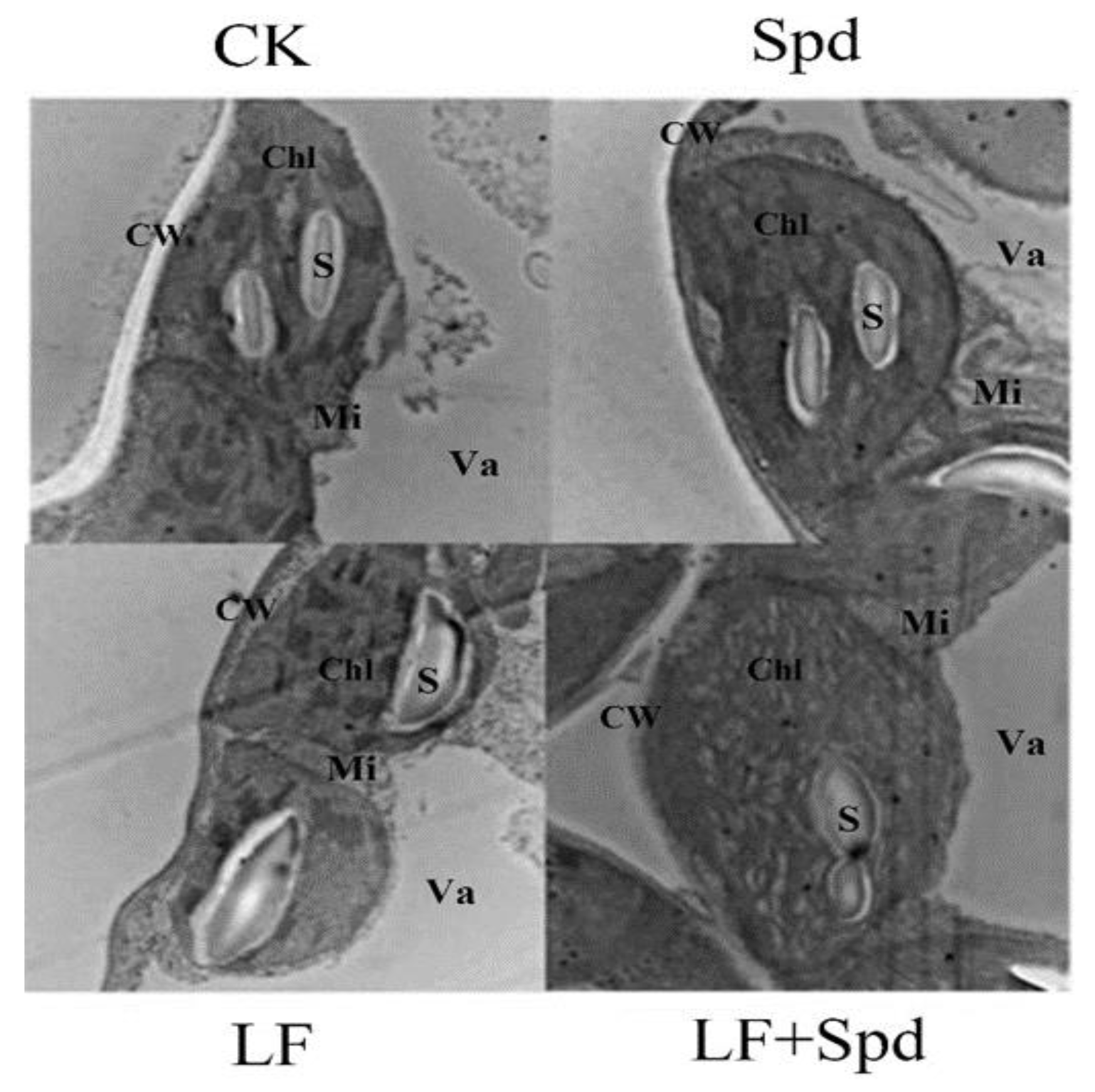 Antioxidants 11 01260 g009