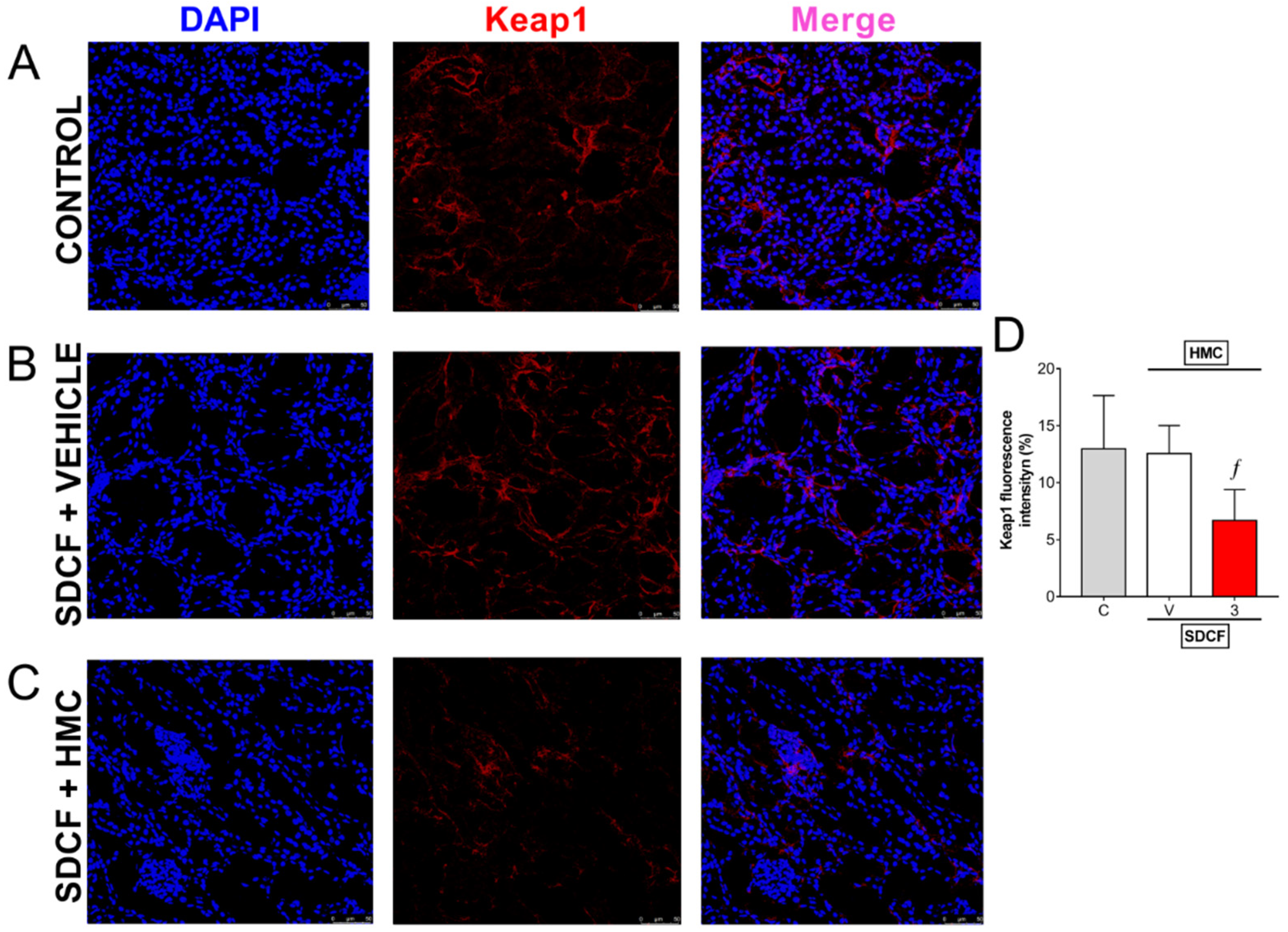 Antioxidants 11 01261 g008