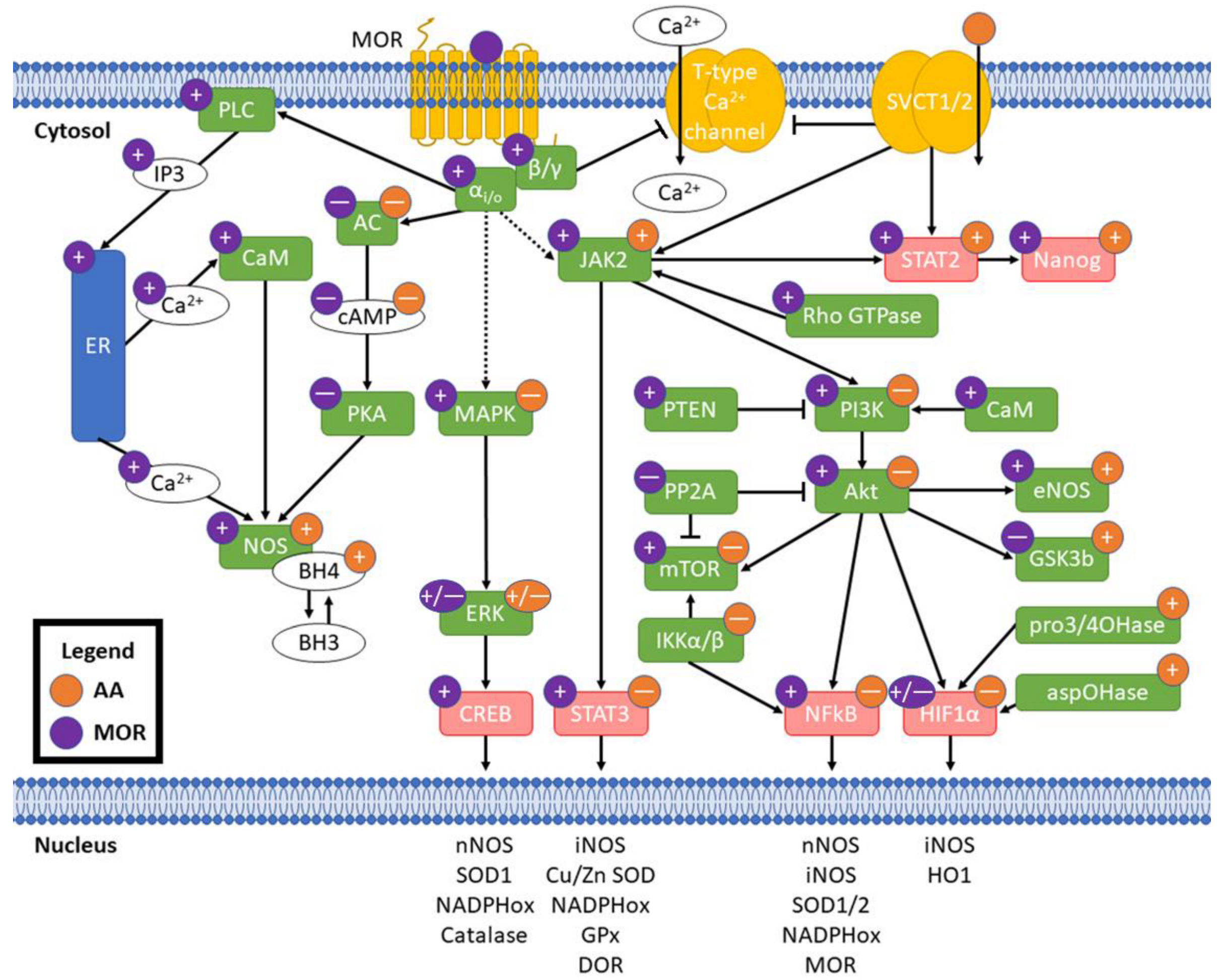 Antioxidants 11 01267 g003