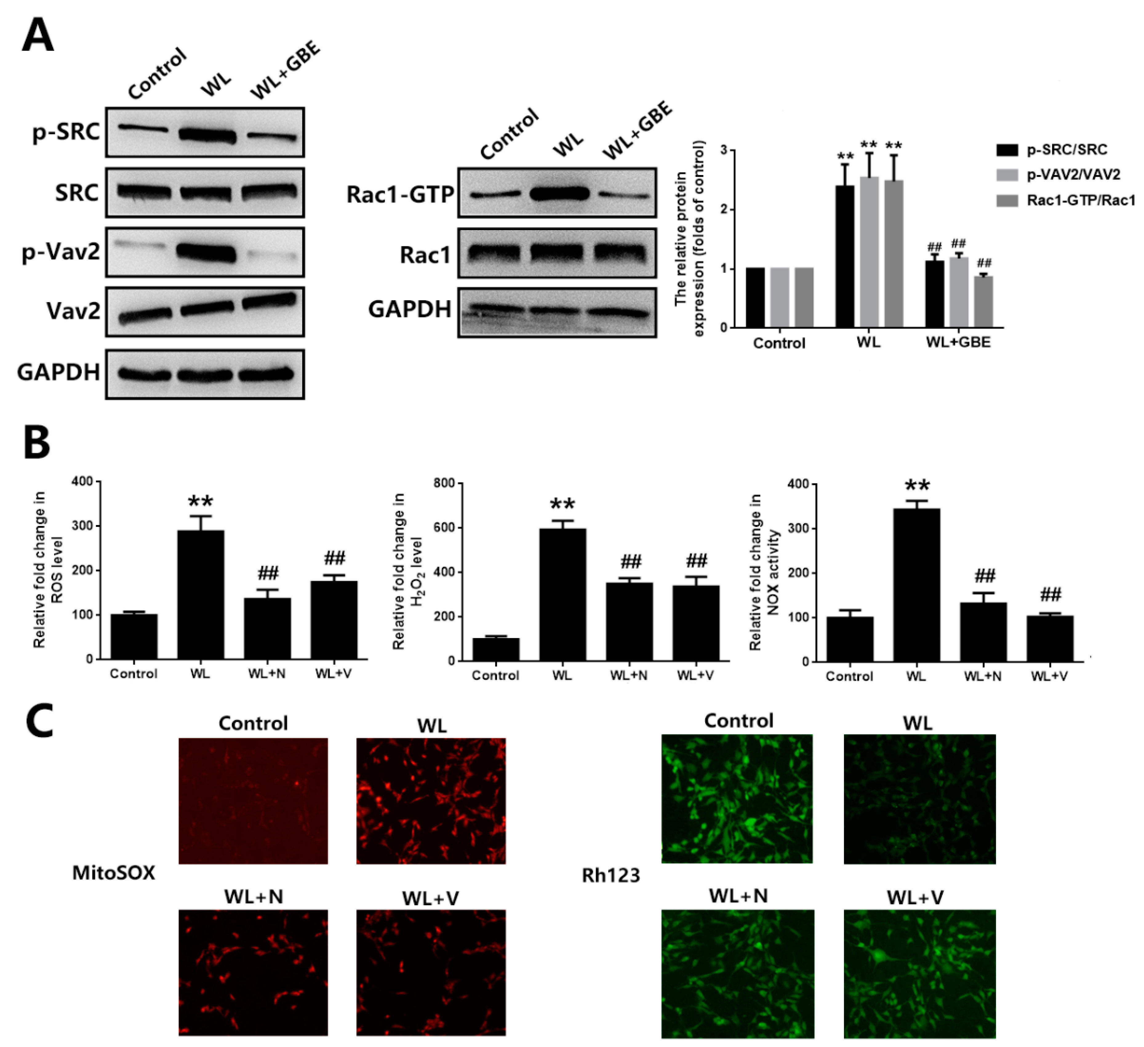 Antioxidants 11 01268 g004