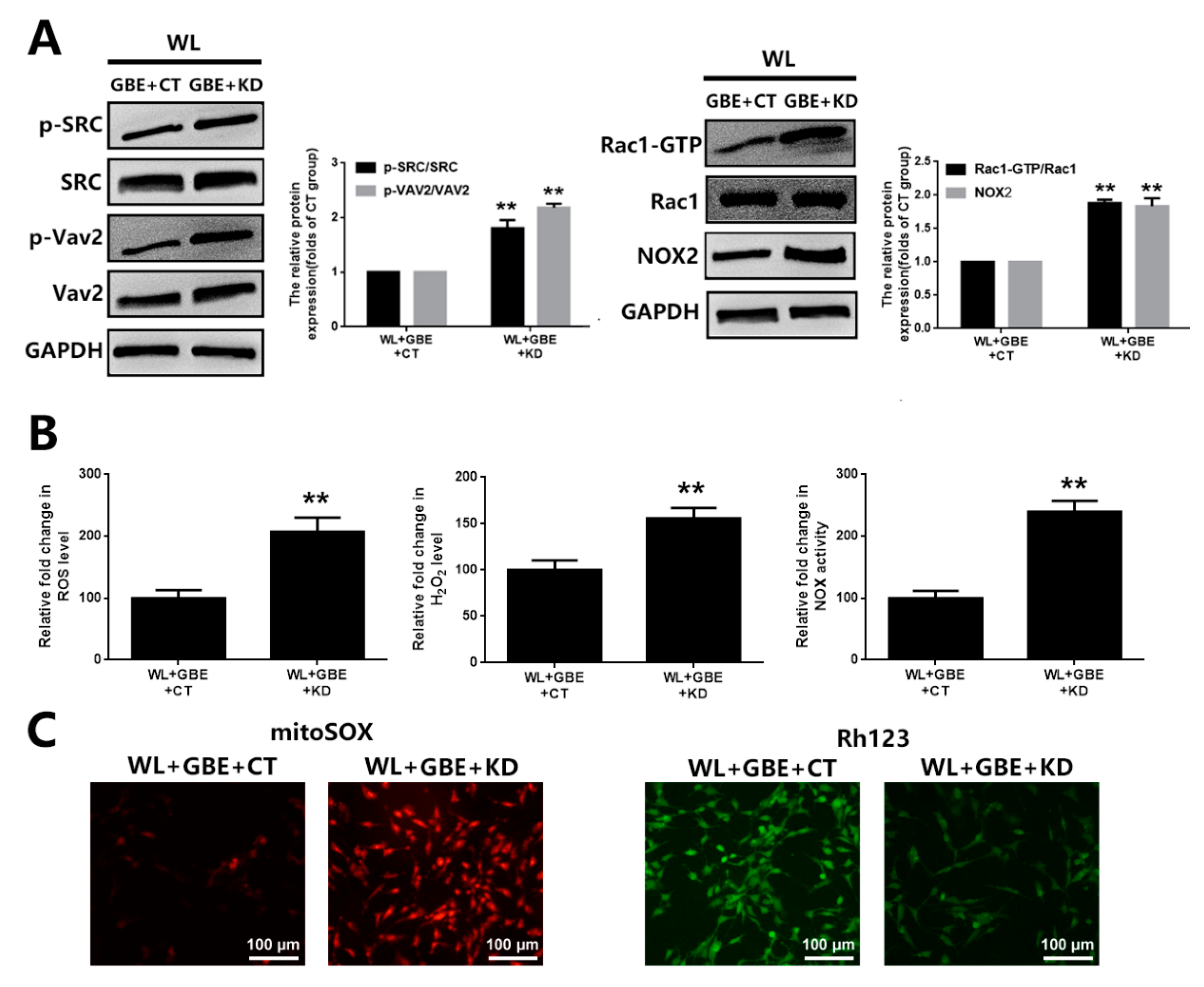 Antioxidants 11 01268 g006