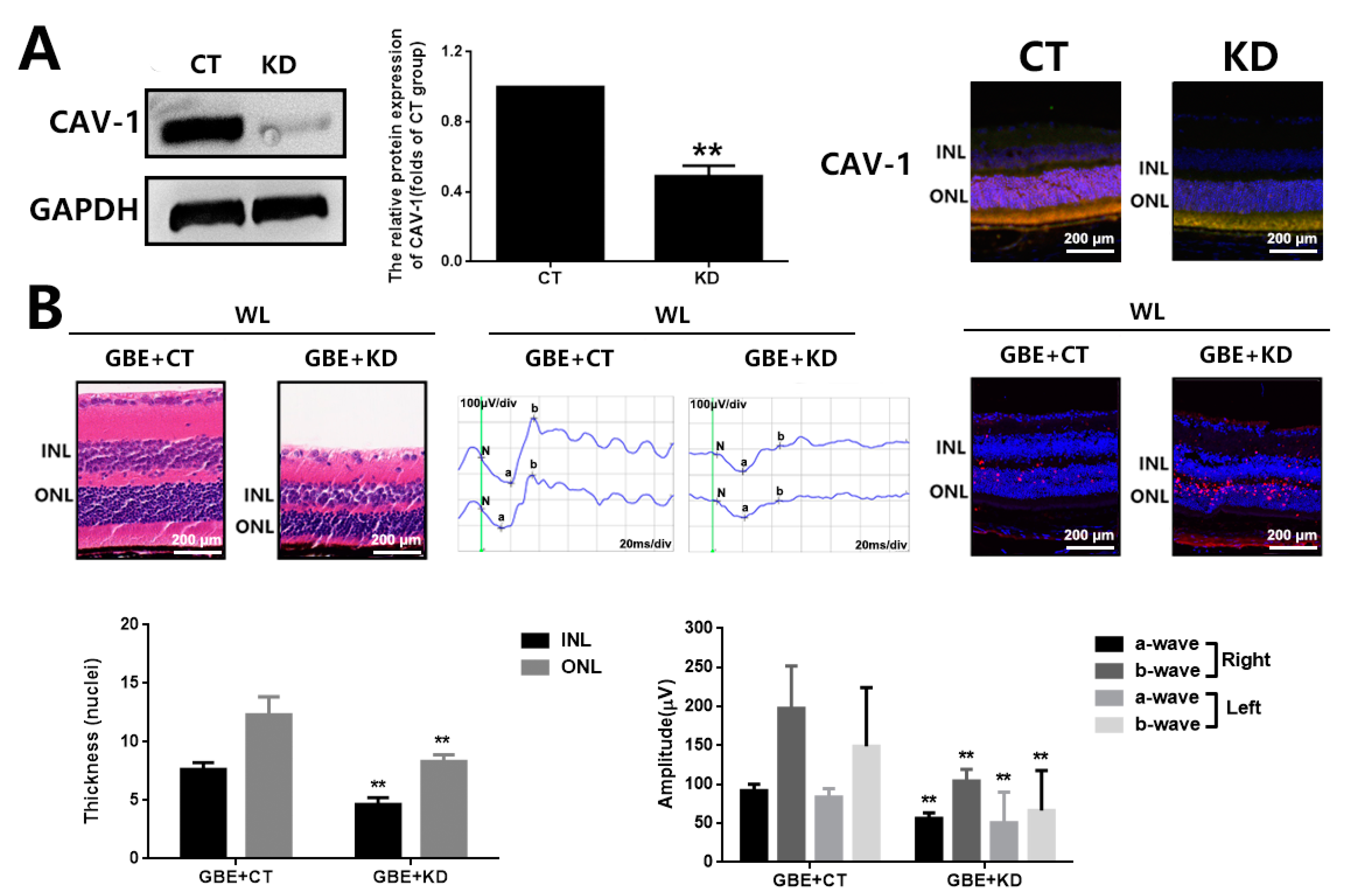 Antioxidants 11 01268 g009