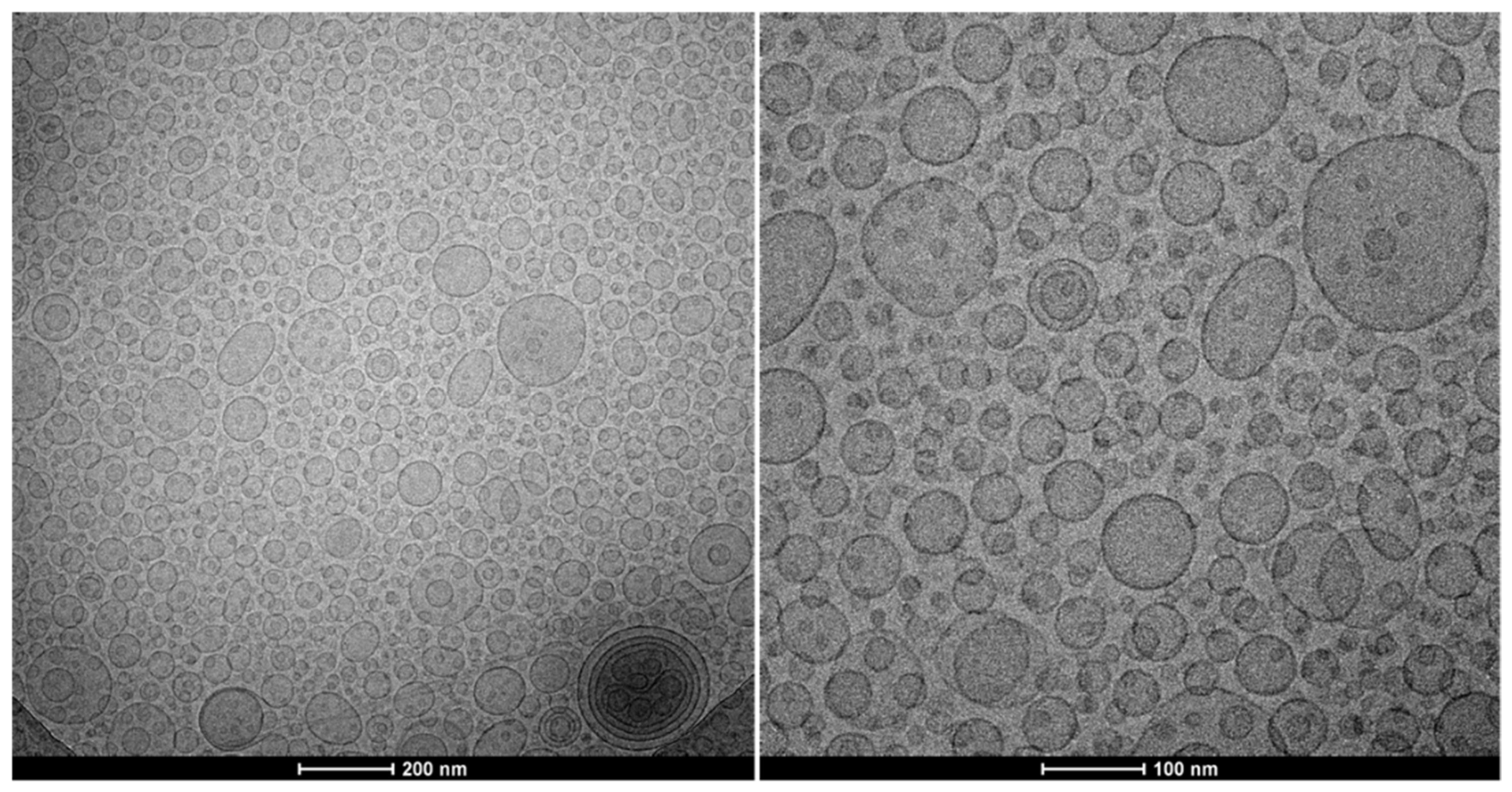 Antioxidants 11 01270 g002