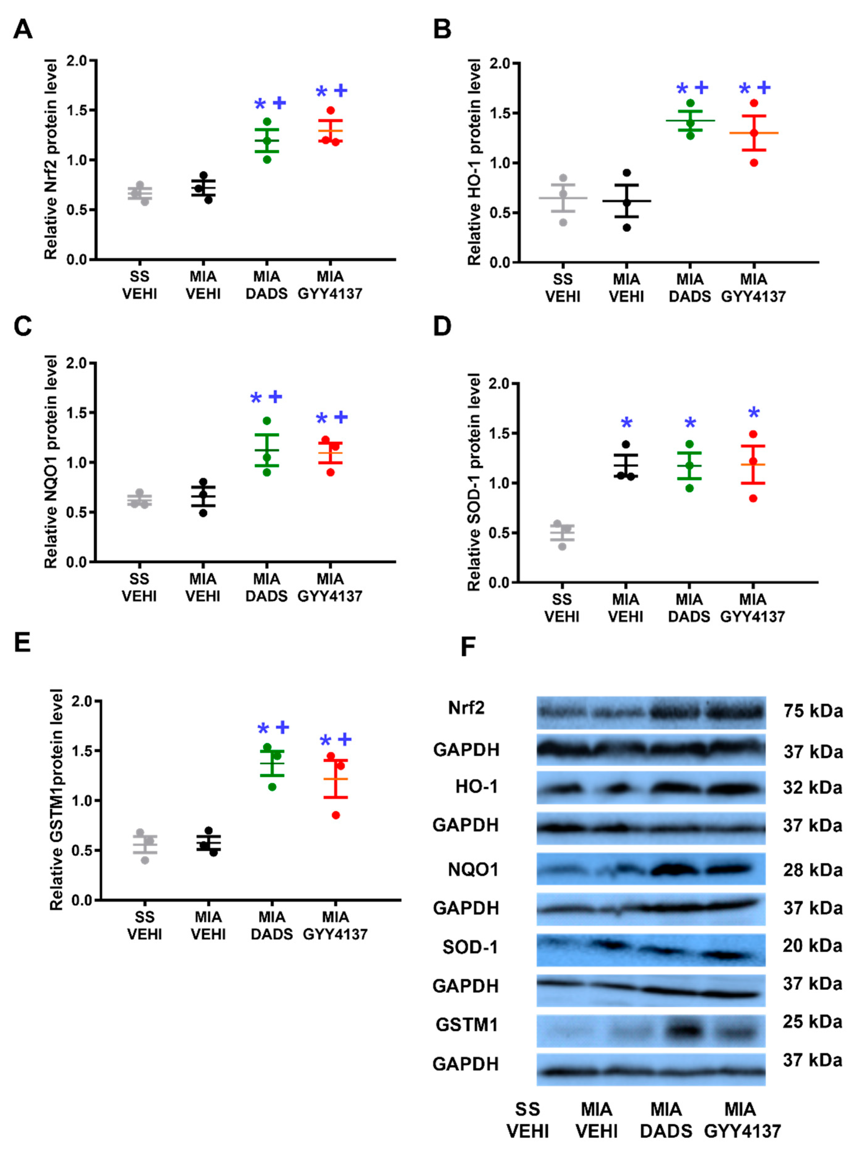 Antioxidants 11 01271 g005