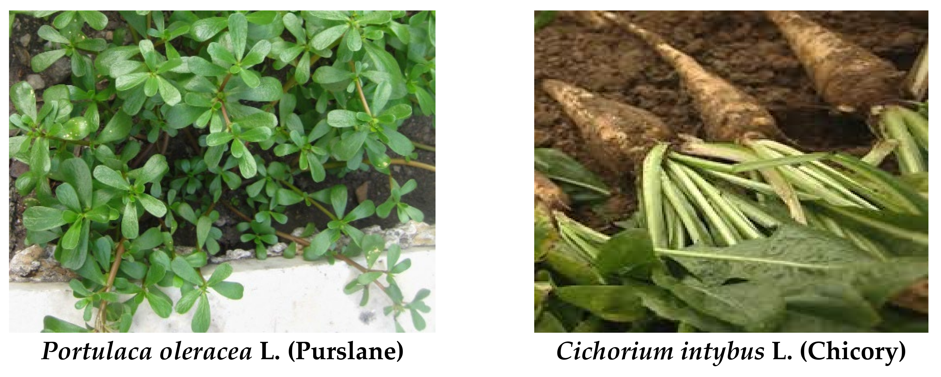 Antioxidants 11 01272 g001