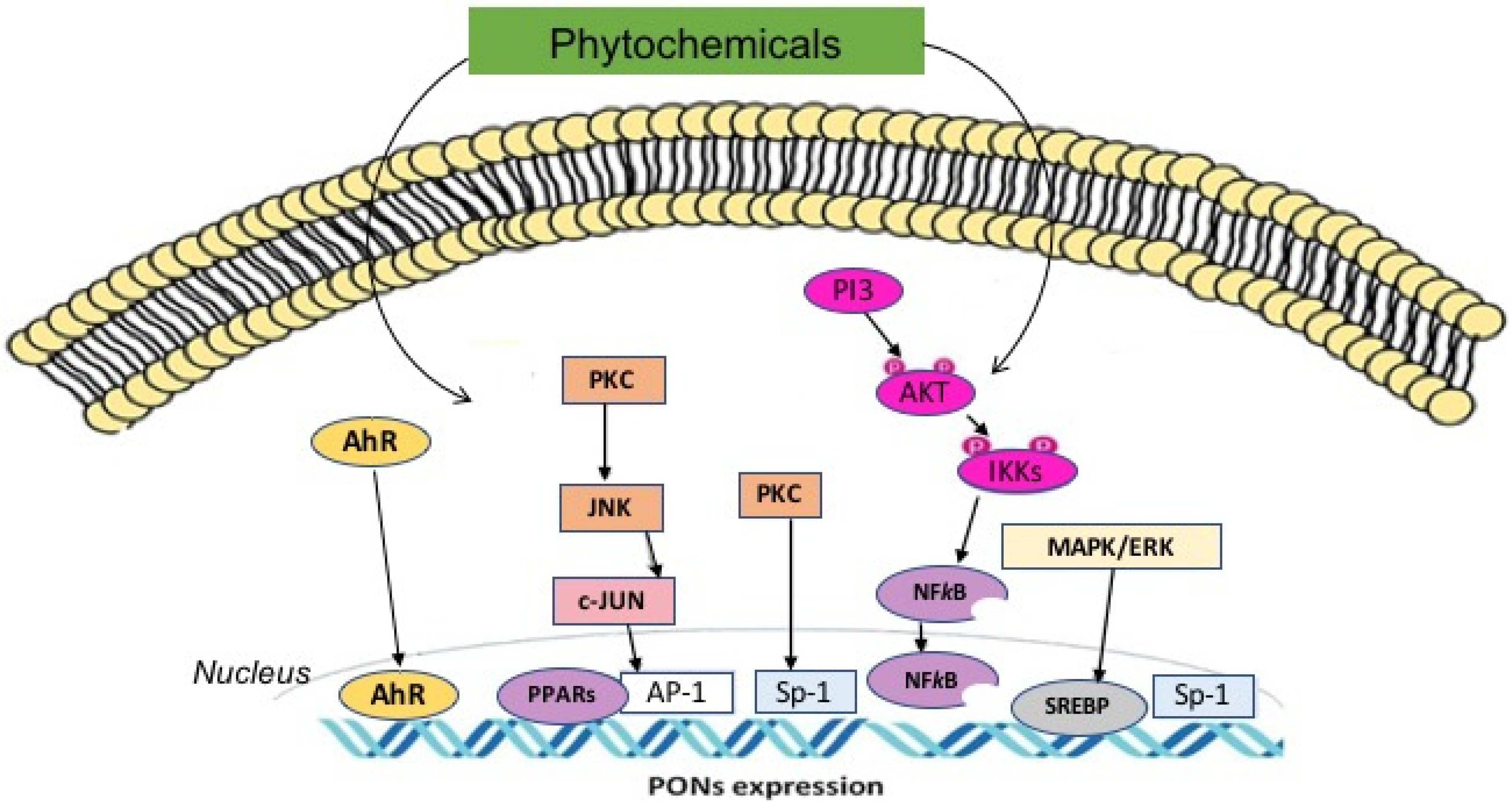 Antioxidants 11 01273 g002