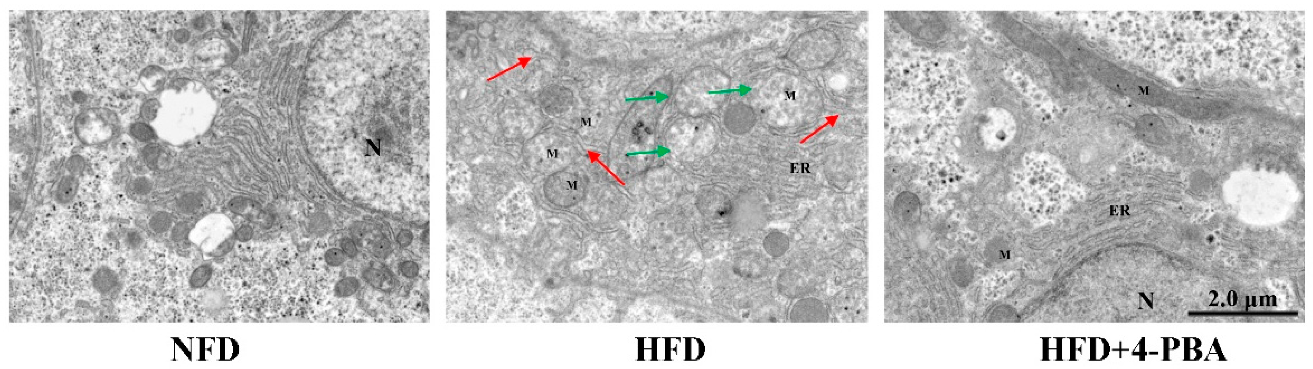 Antioxidants 11 01276 g005