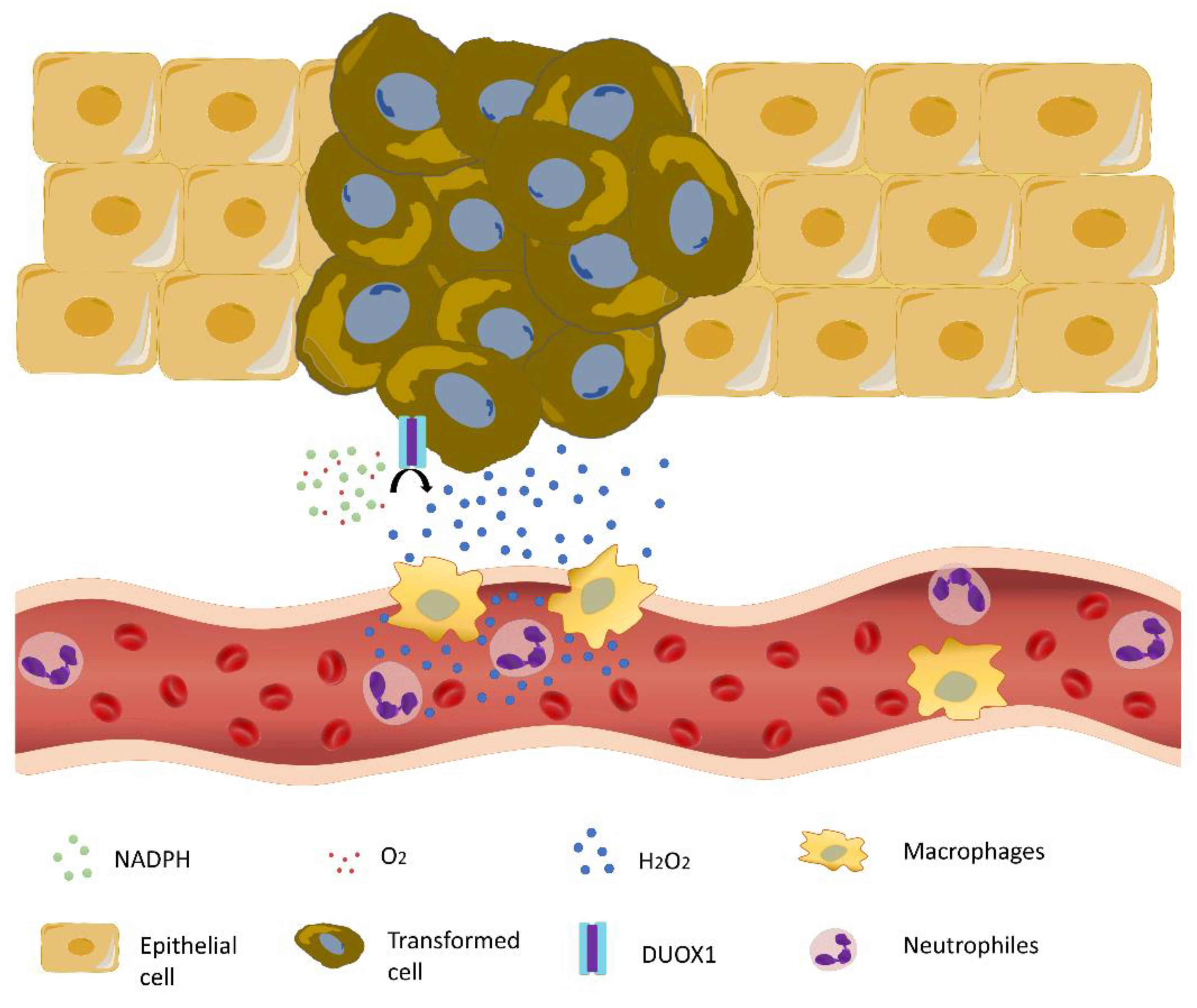 Antioxidants 11 01277 g003
