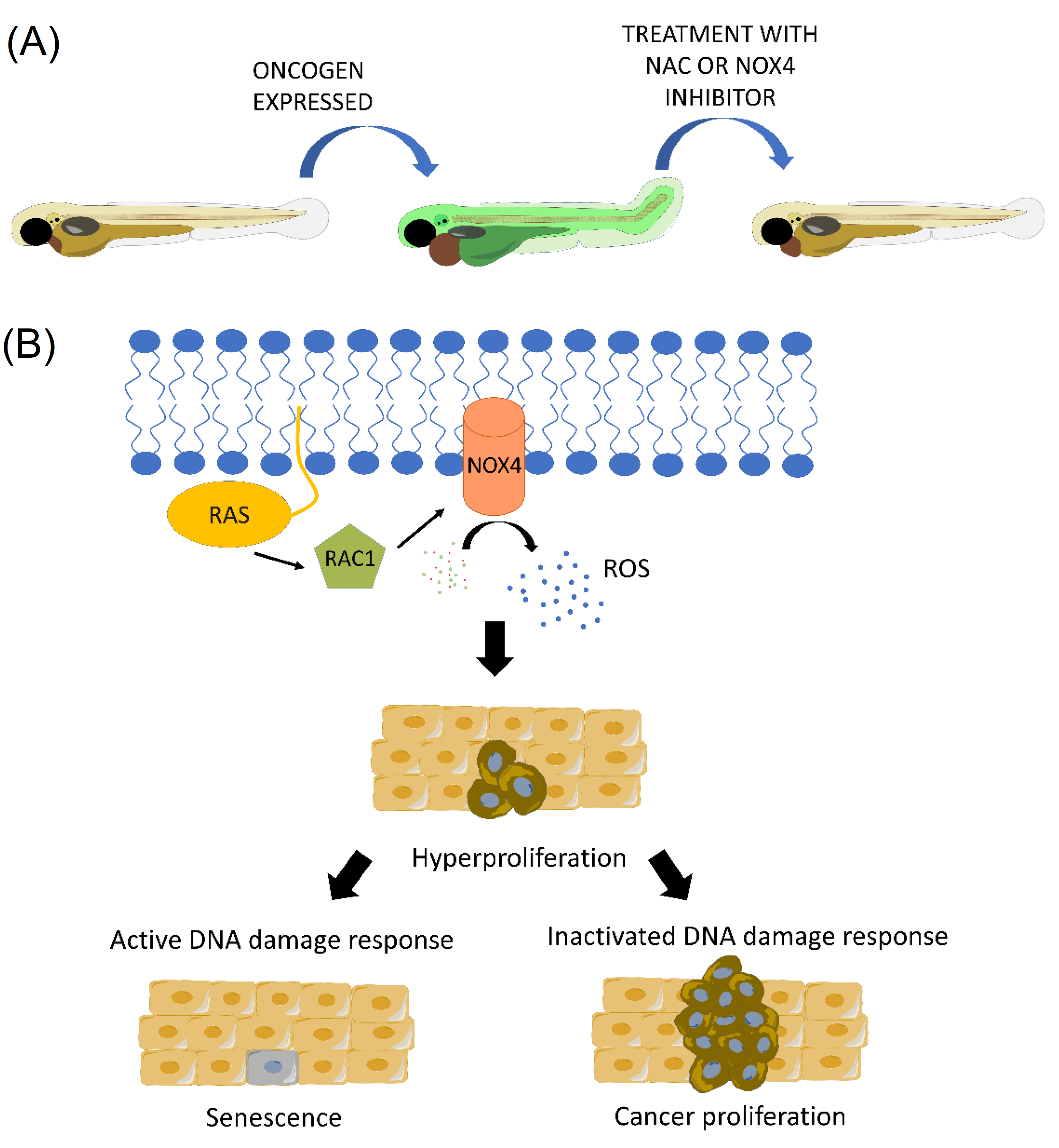 Antioxidants 11 01277 g004