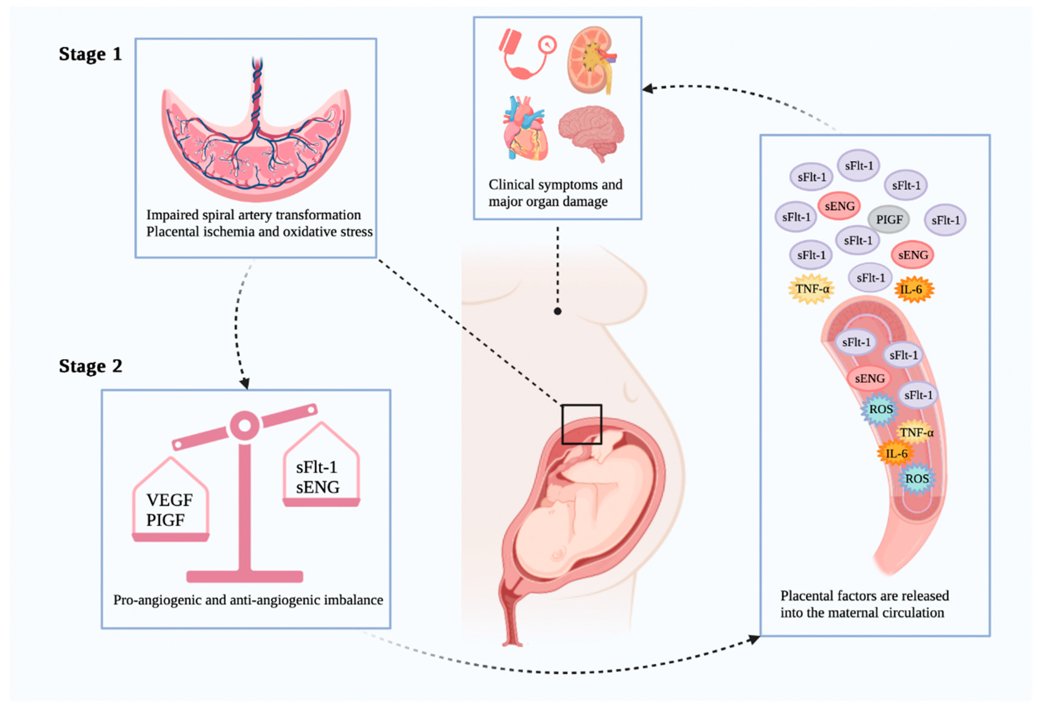 Antioxidants 11 01282 g003