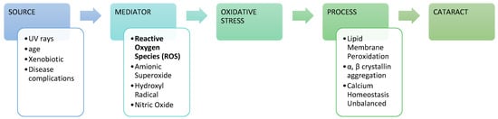 Antioxidants 11 01285 g001