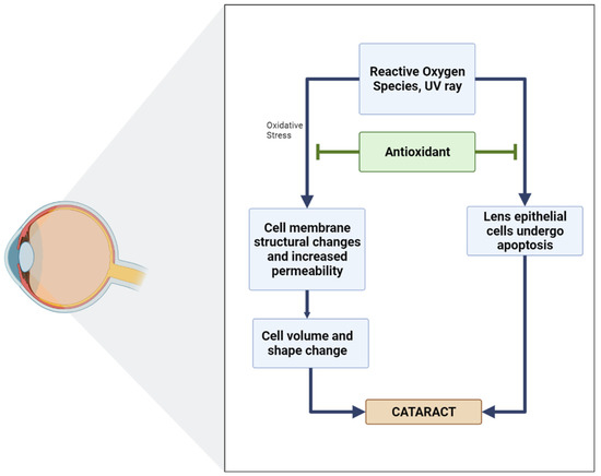 Antioxidants 11 01285 g005