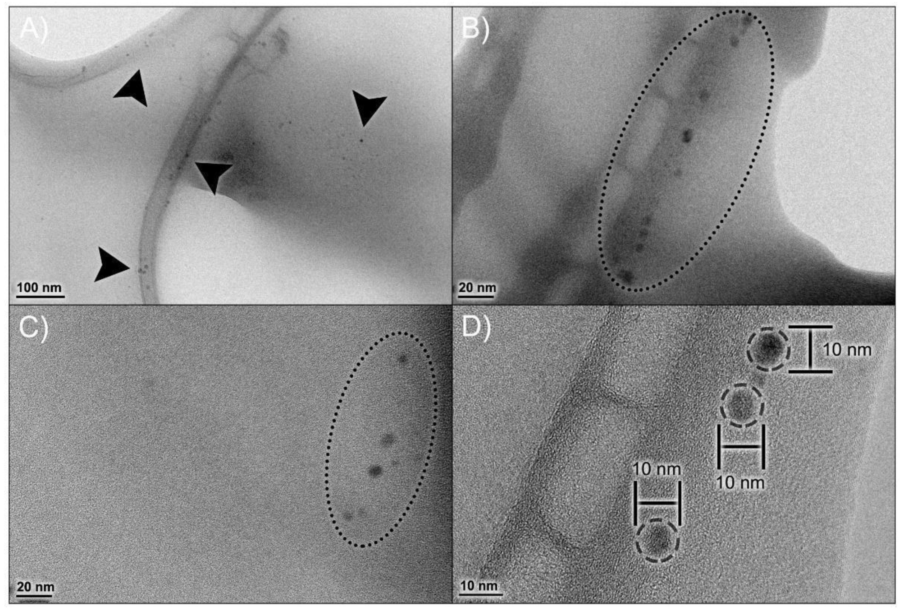 Antioxidants 11 01293 g002