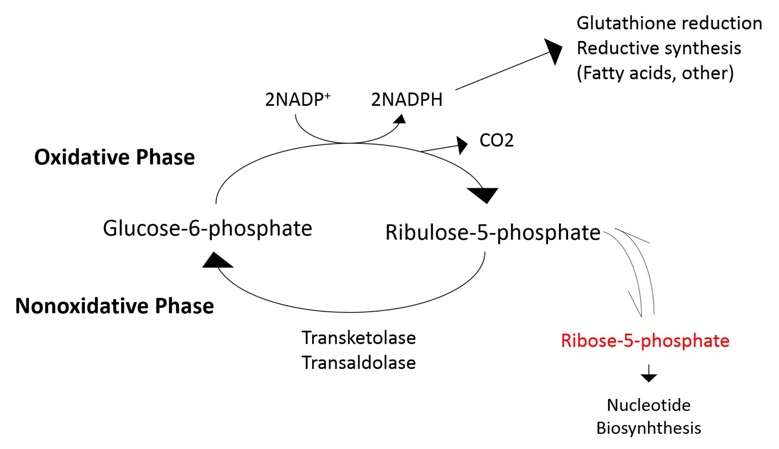 Antioxidants 11 01297 g003
