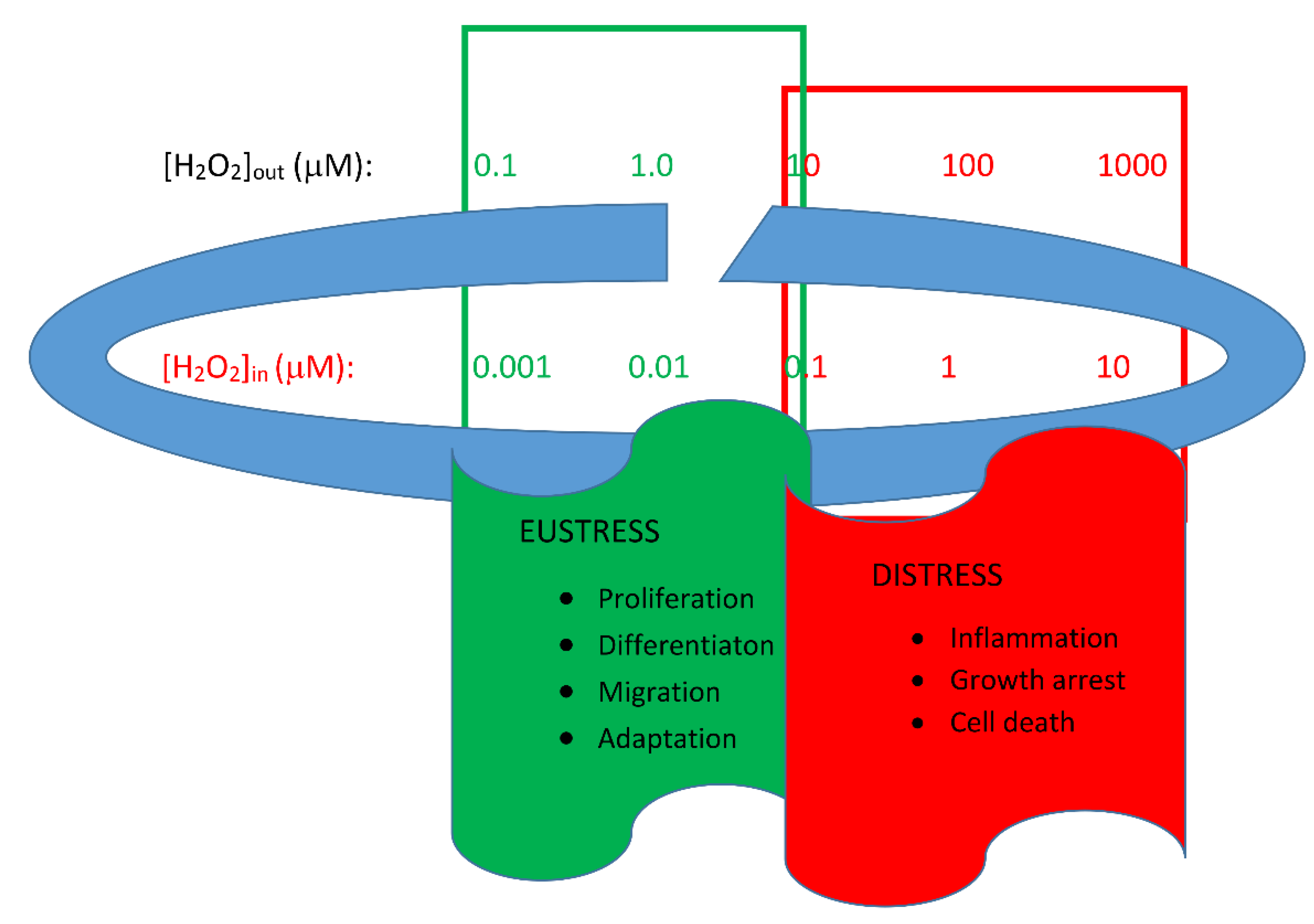 Antioxidants 11 01299 g001 Antioxidants 11 01299 g001