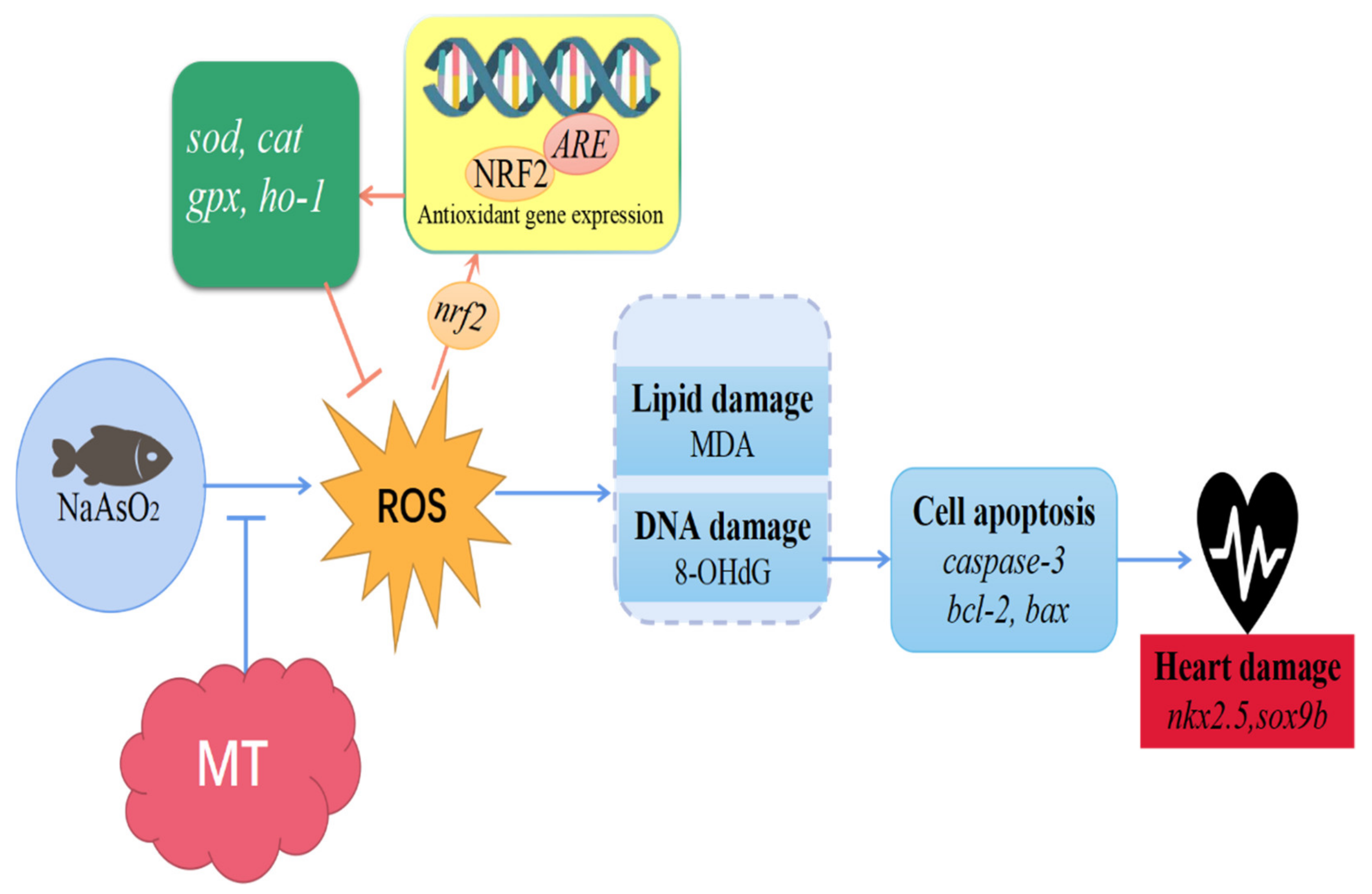 Antioxidants 11 01301 g005