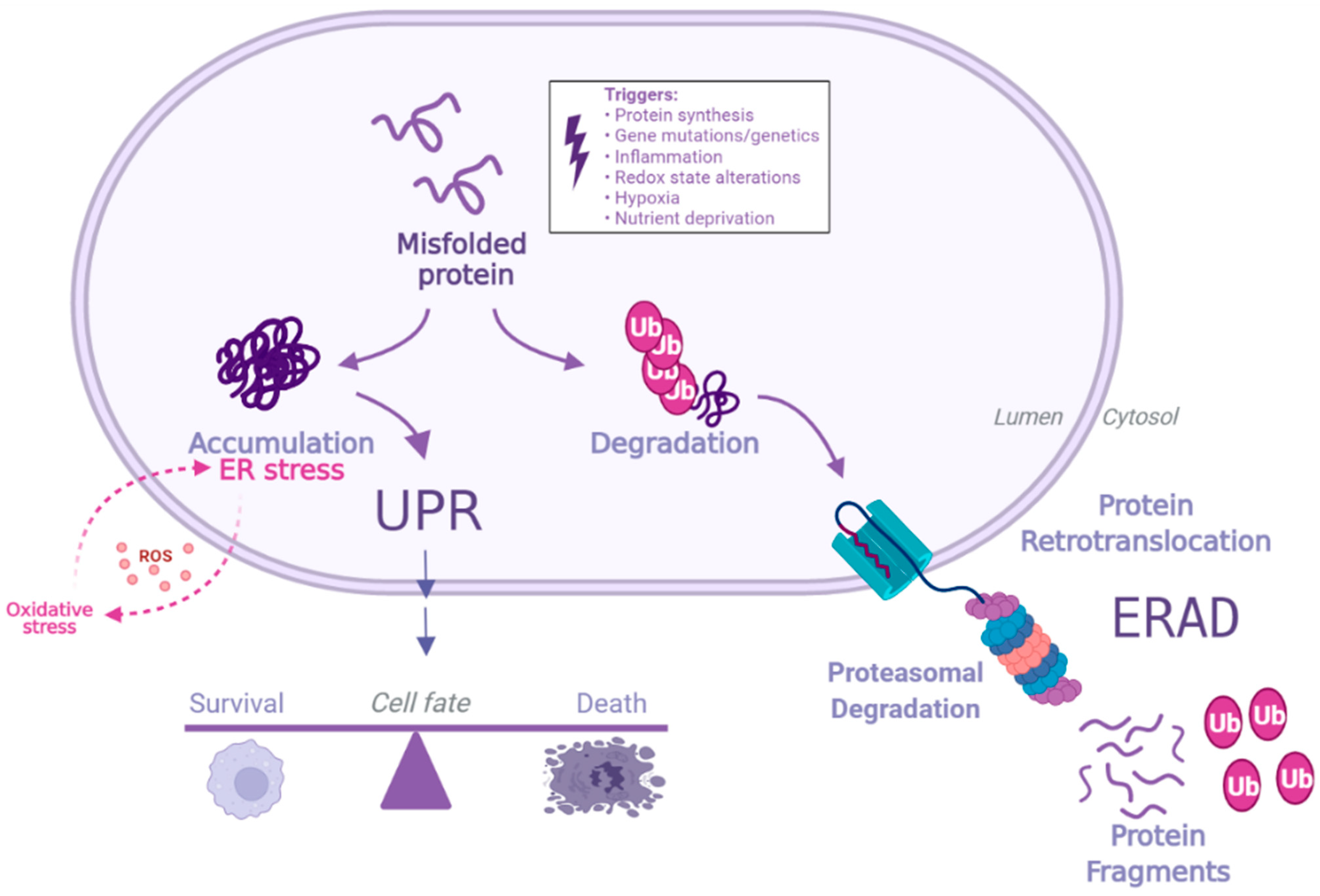 Antioxidants 11 01306 g001
