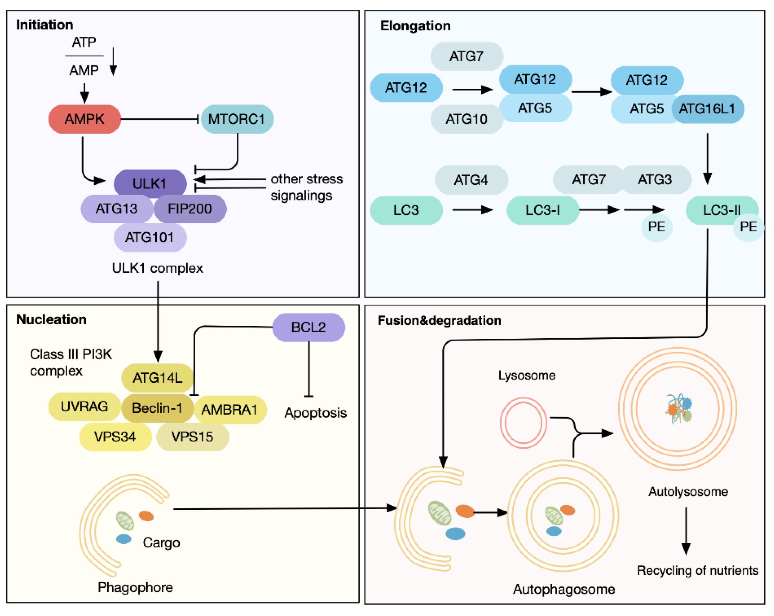 Antioxidants 11 01308 g001