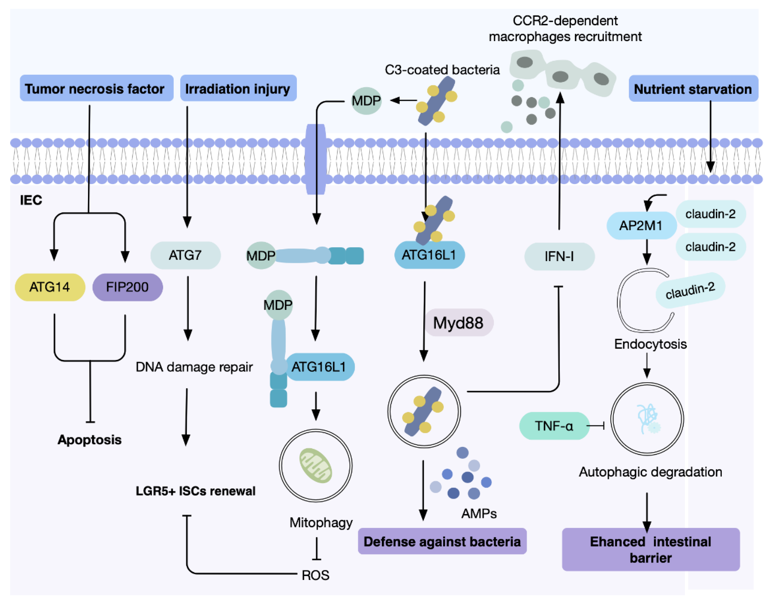 Antioxidants 11 01308 g002