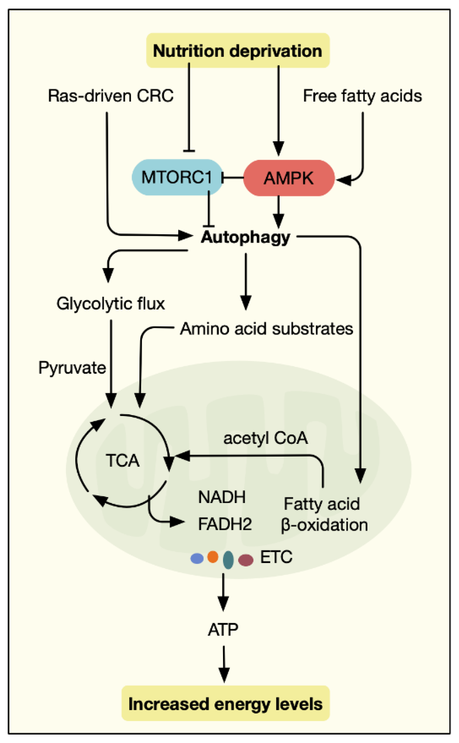 Antioxidants 11 01308 g003