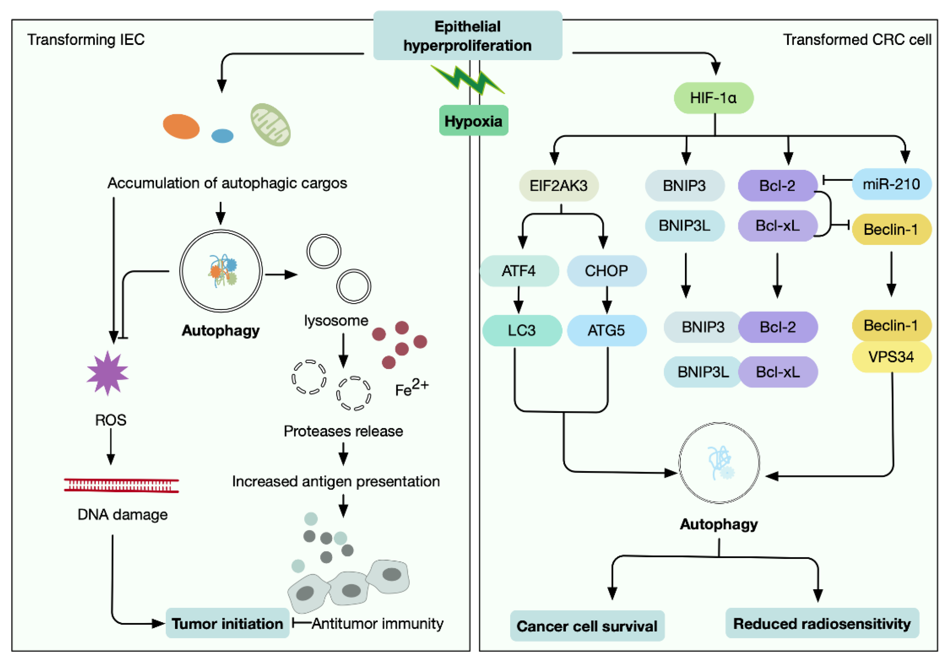 Antioxidants 11 01308 g004