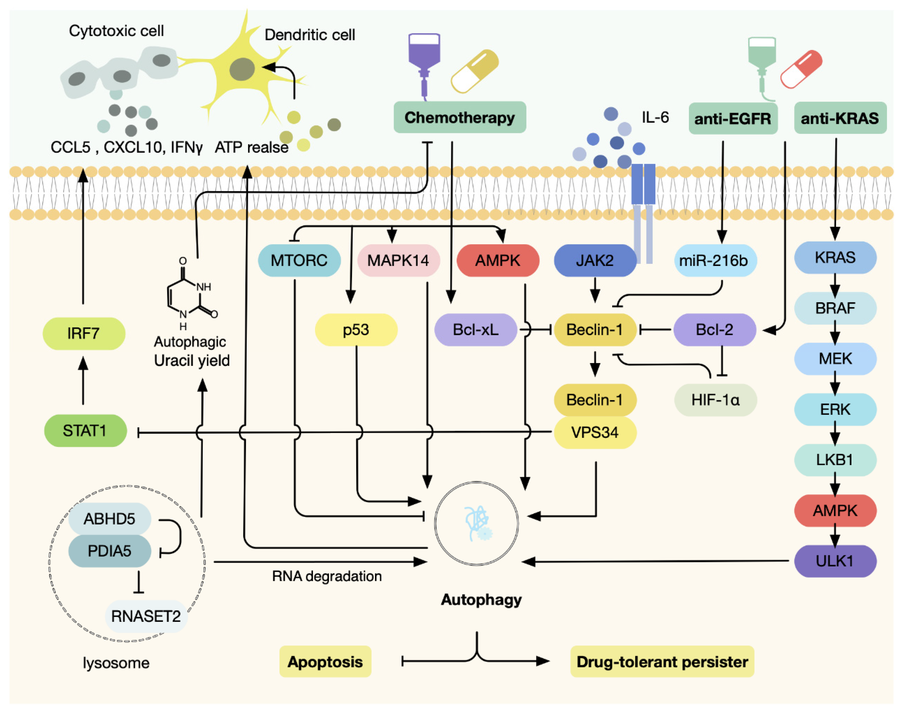 Antioxidants 11 01308 g006