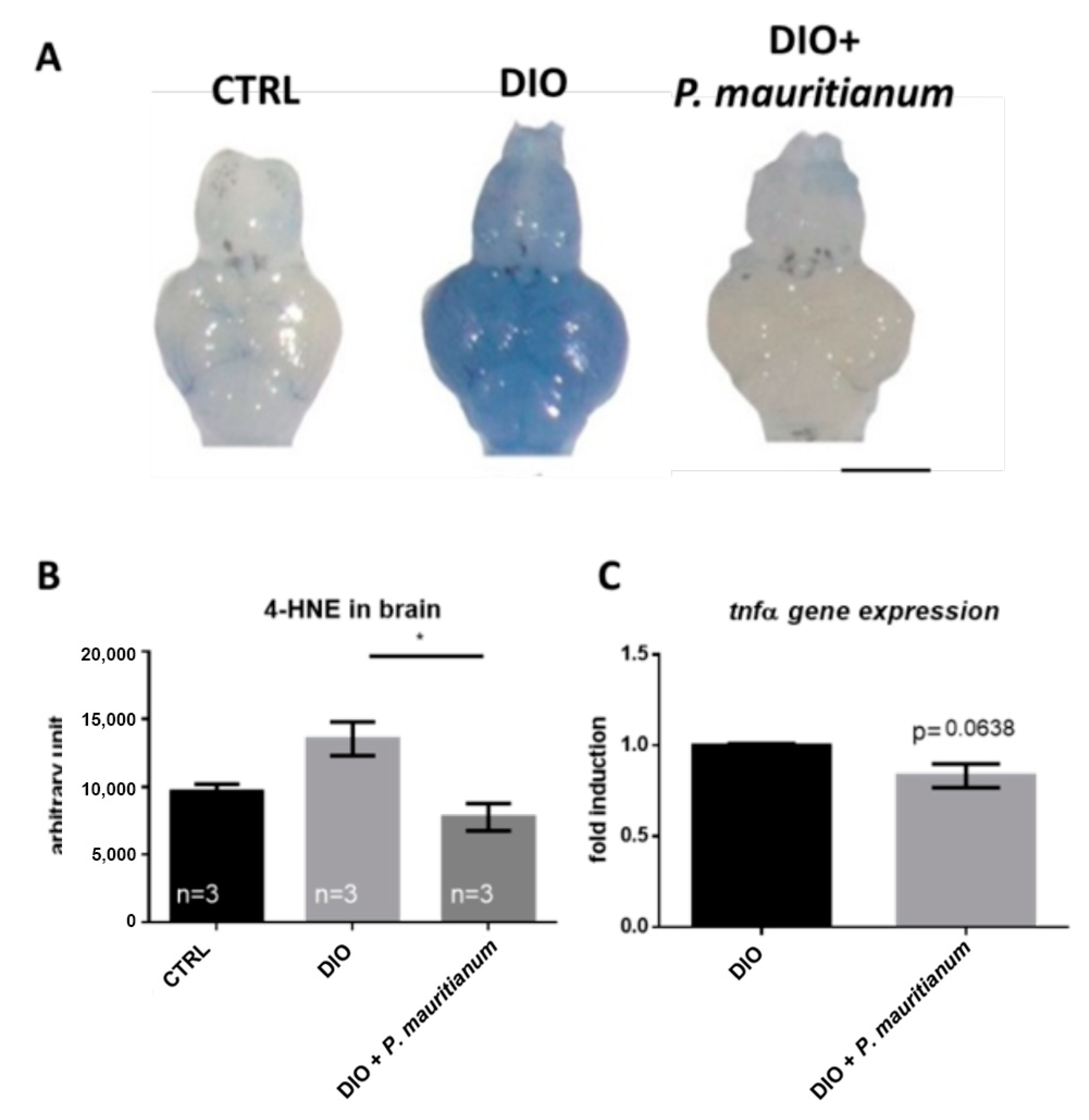 Antioxidants 11 01309 g007 Antioxidants 11 01309 g007