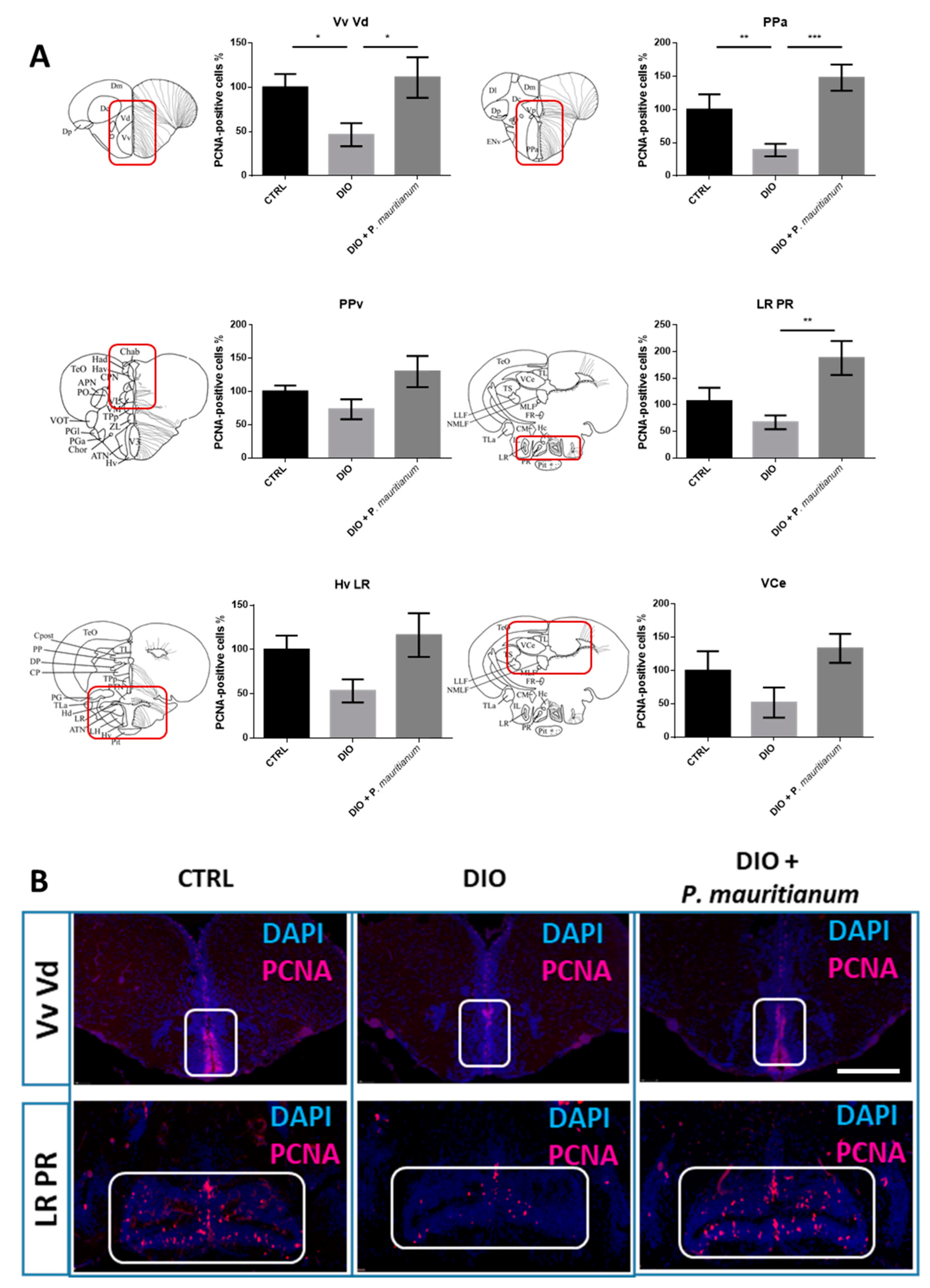 Antioxidants 11 01309 g008 Antioxidants 11 01309 g008