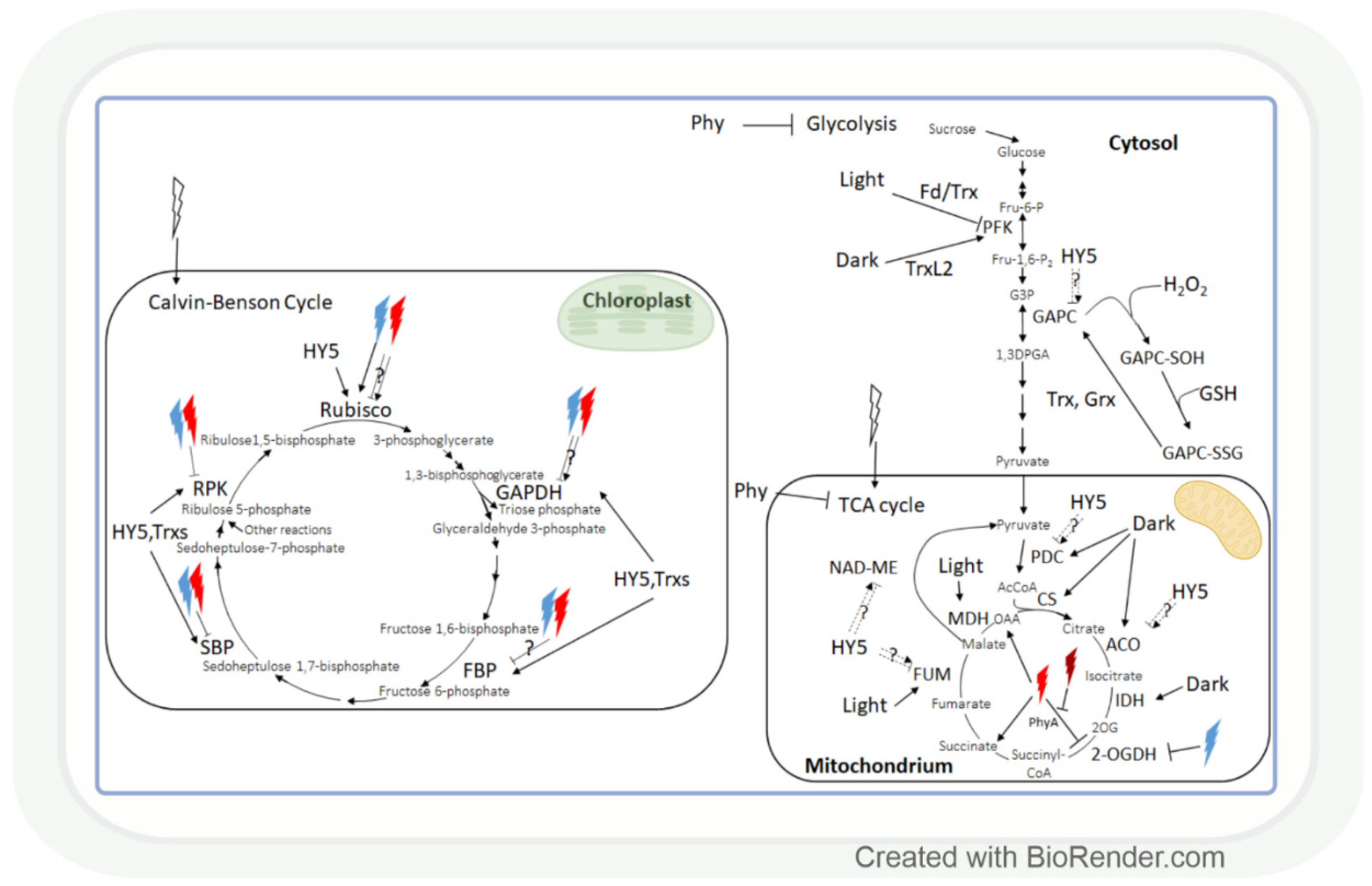 Antioxidants 11 01311 g004