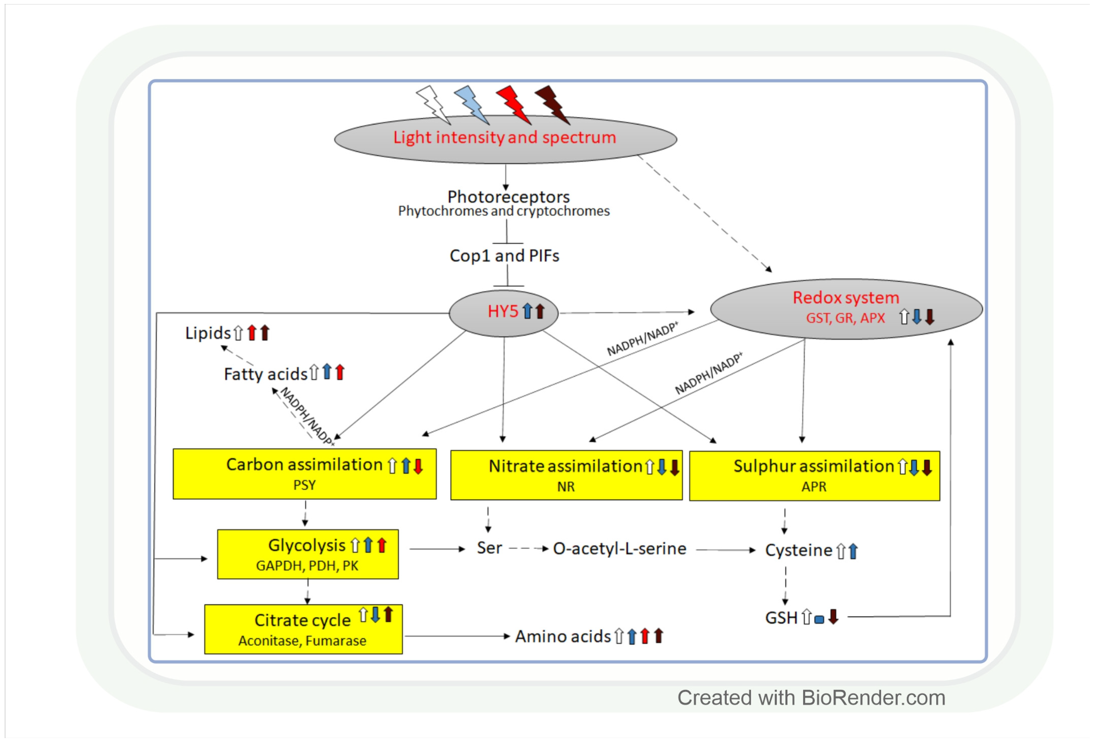 Antioxidants 11 01311 g005