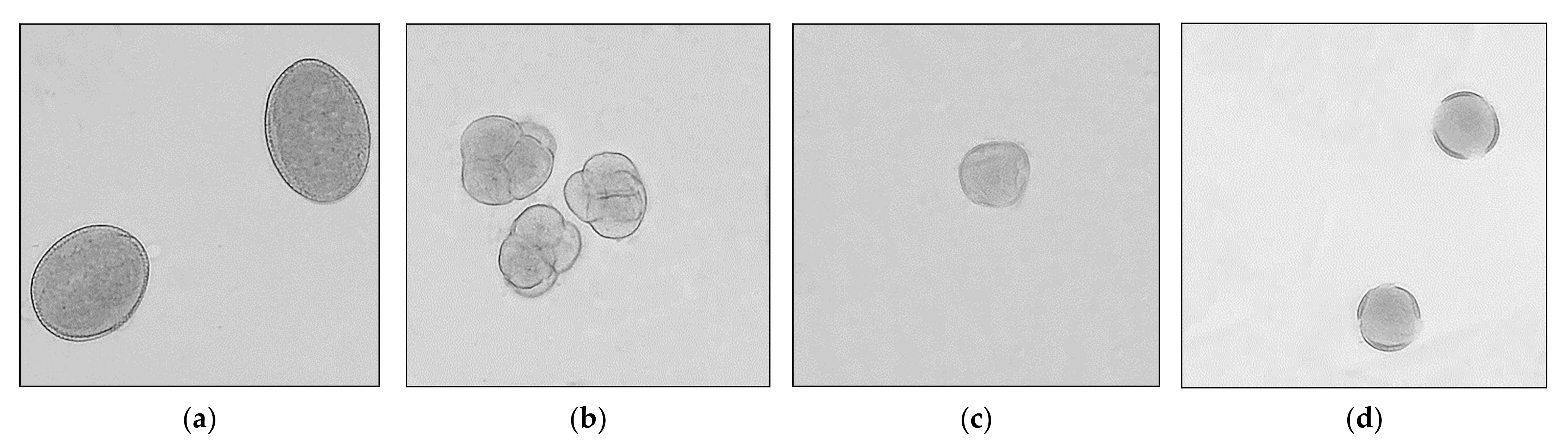 Antioxidants 11 01312 g001