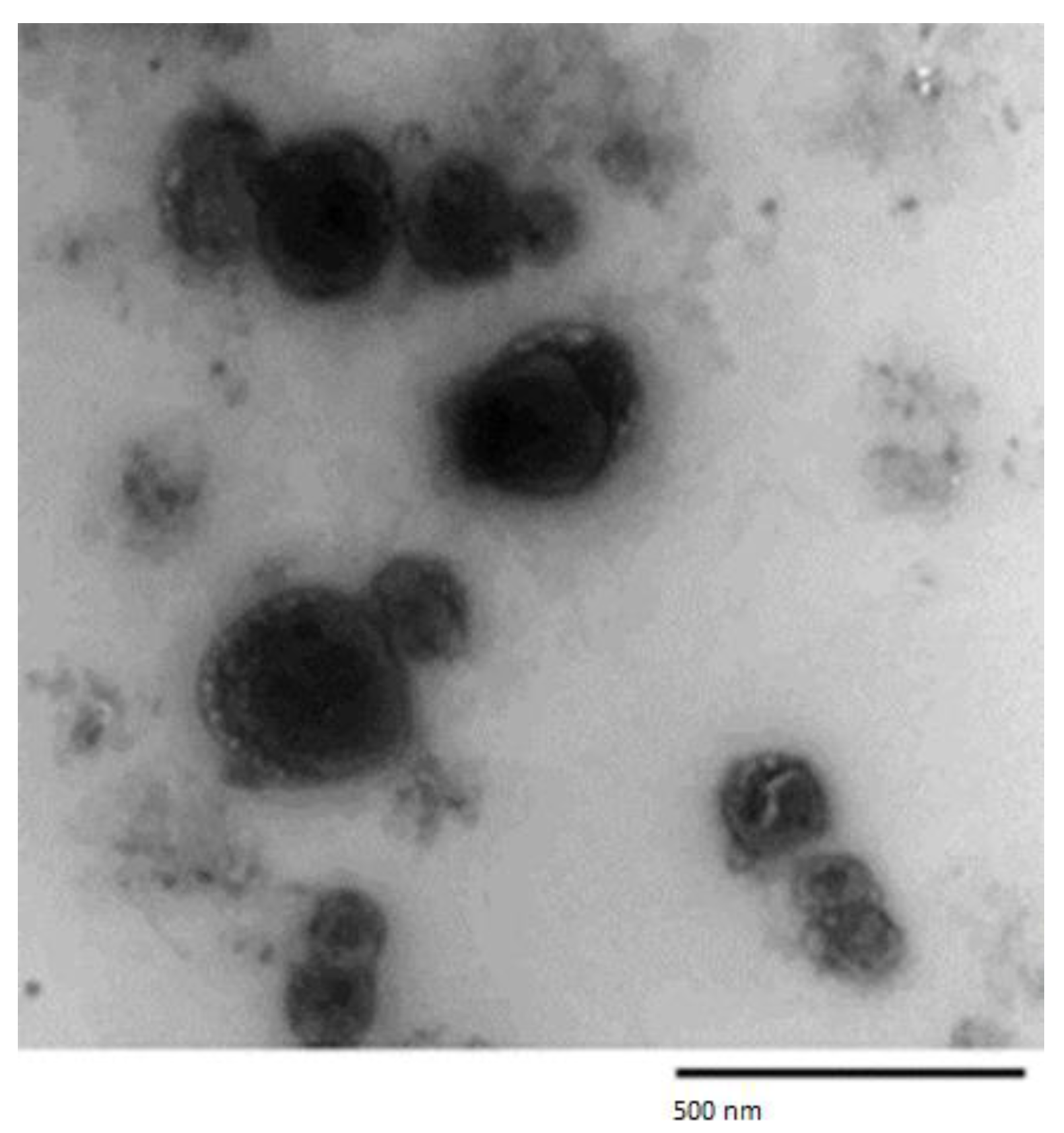 Antioxidants 11 01318 g002