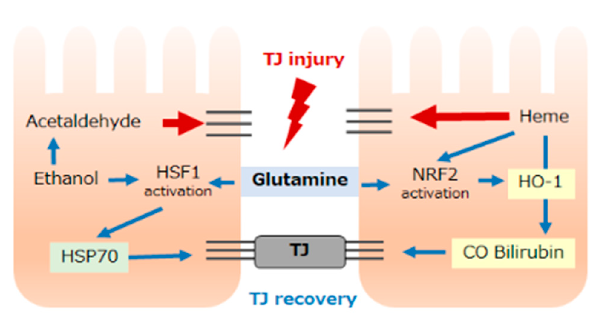 Antioxidants 11 01323 g003 Antioxidants 11 01323 g003