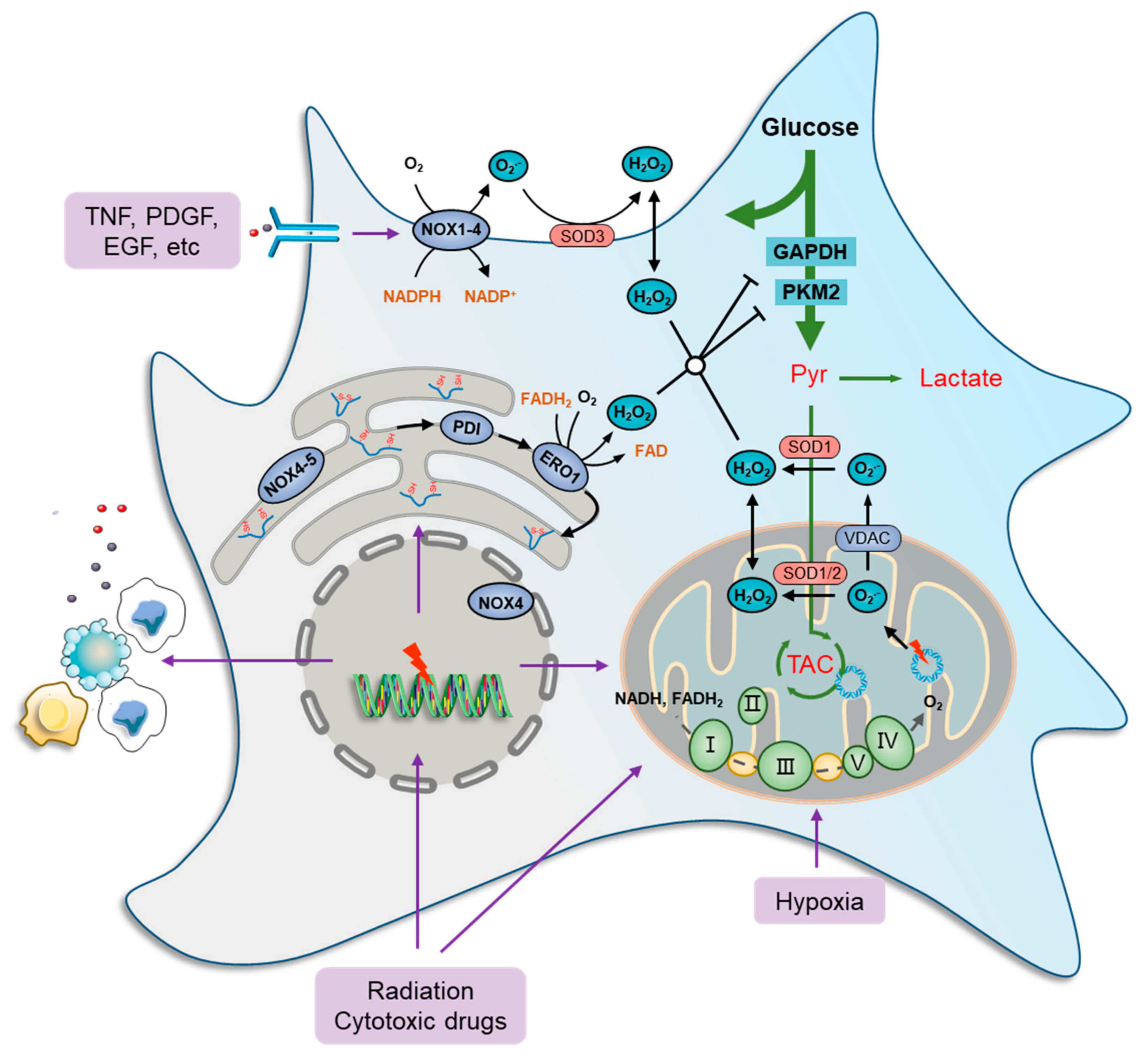 Antioxidants 11 01324 g001