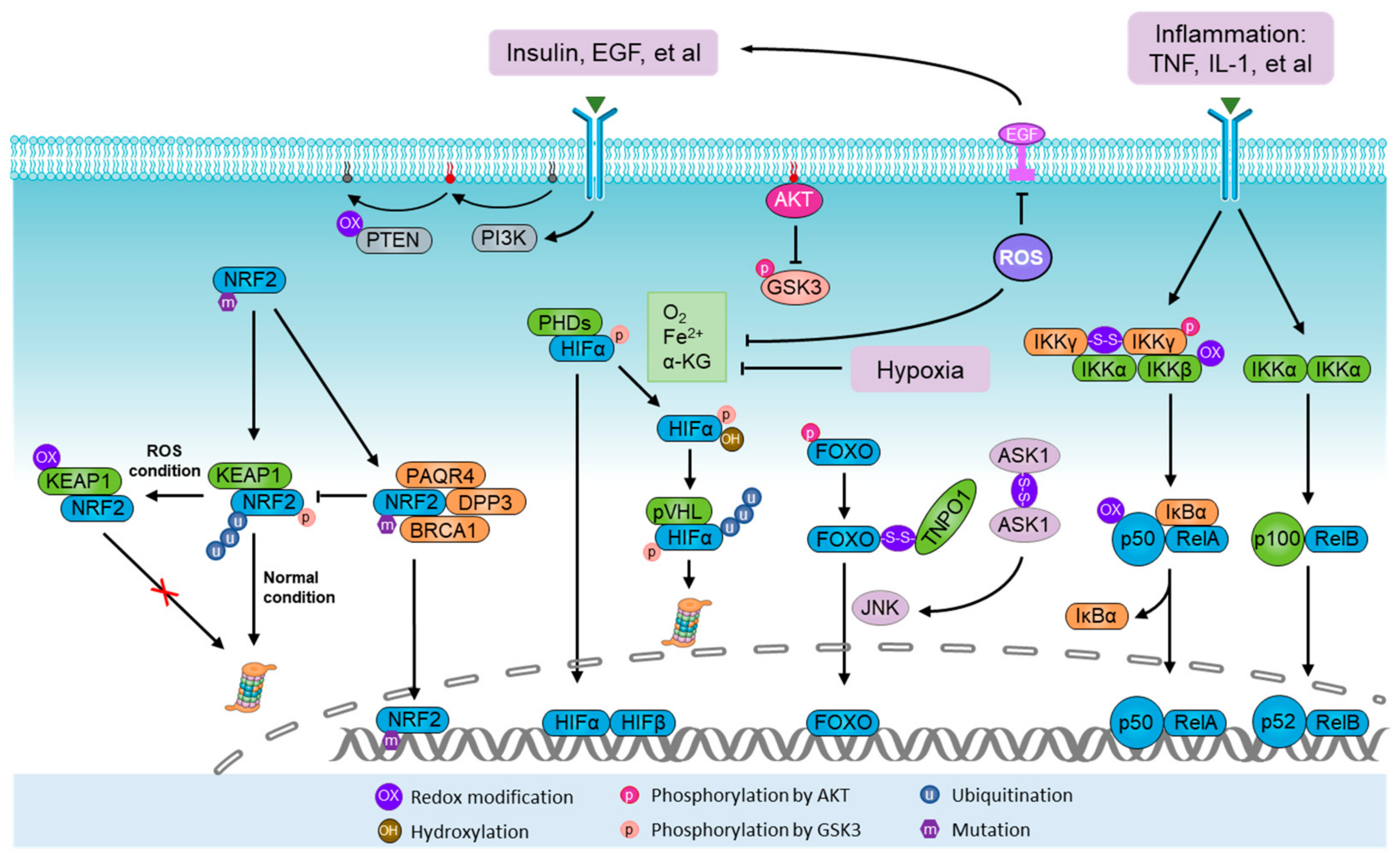 Antioxidants 11 01324 g002