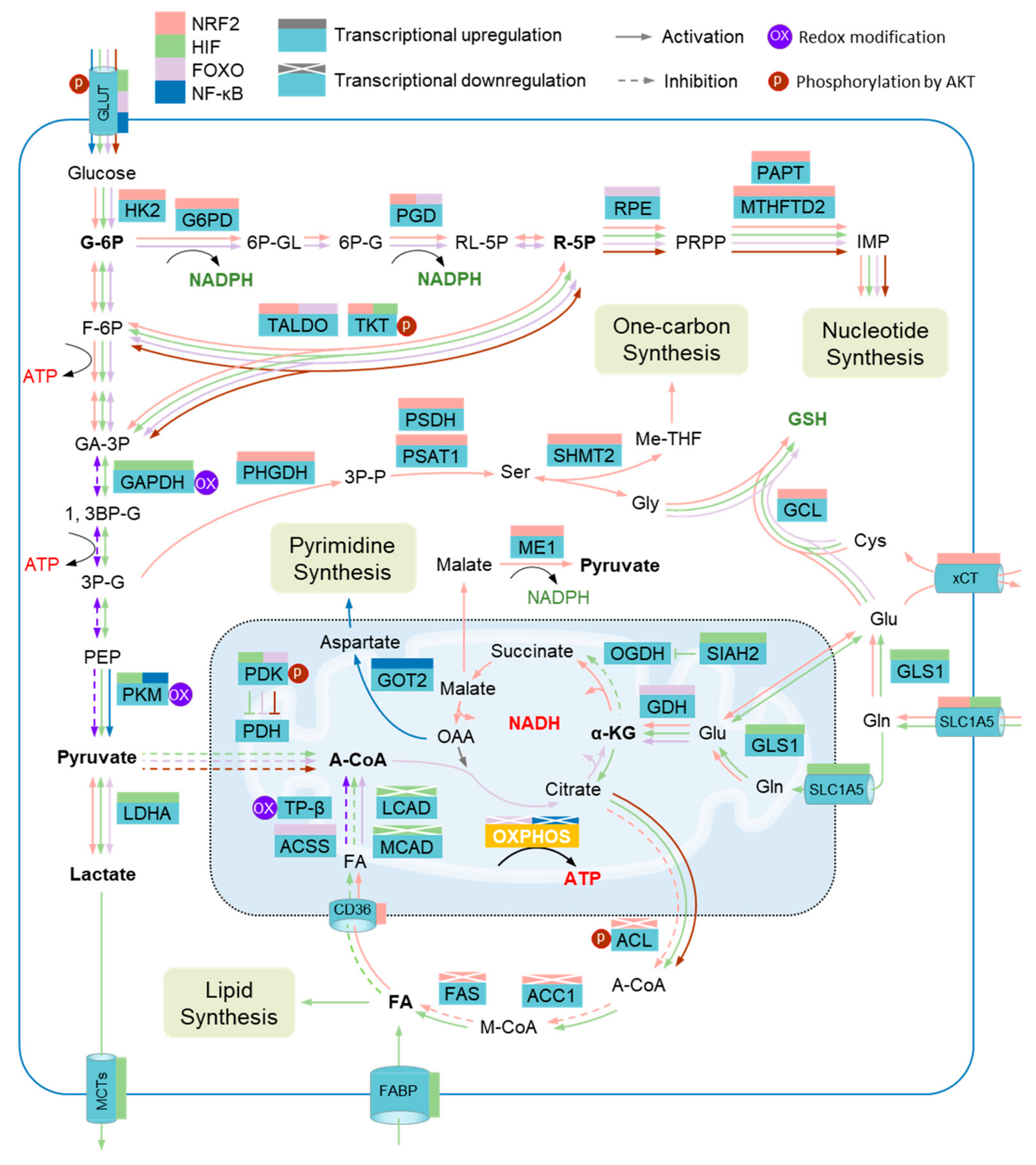 Antioxidants 11 01324 g003