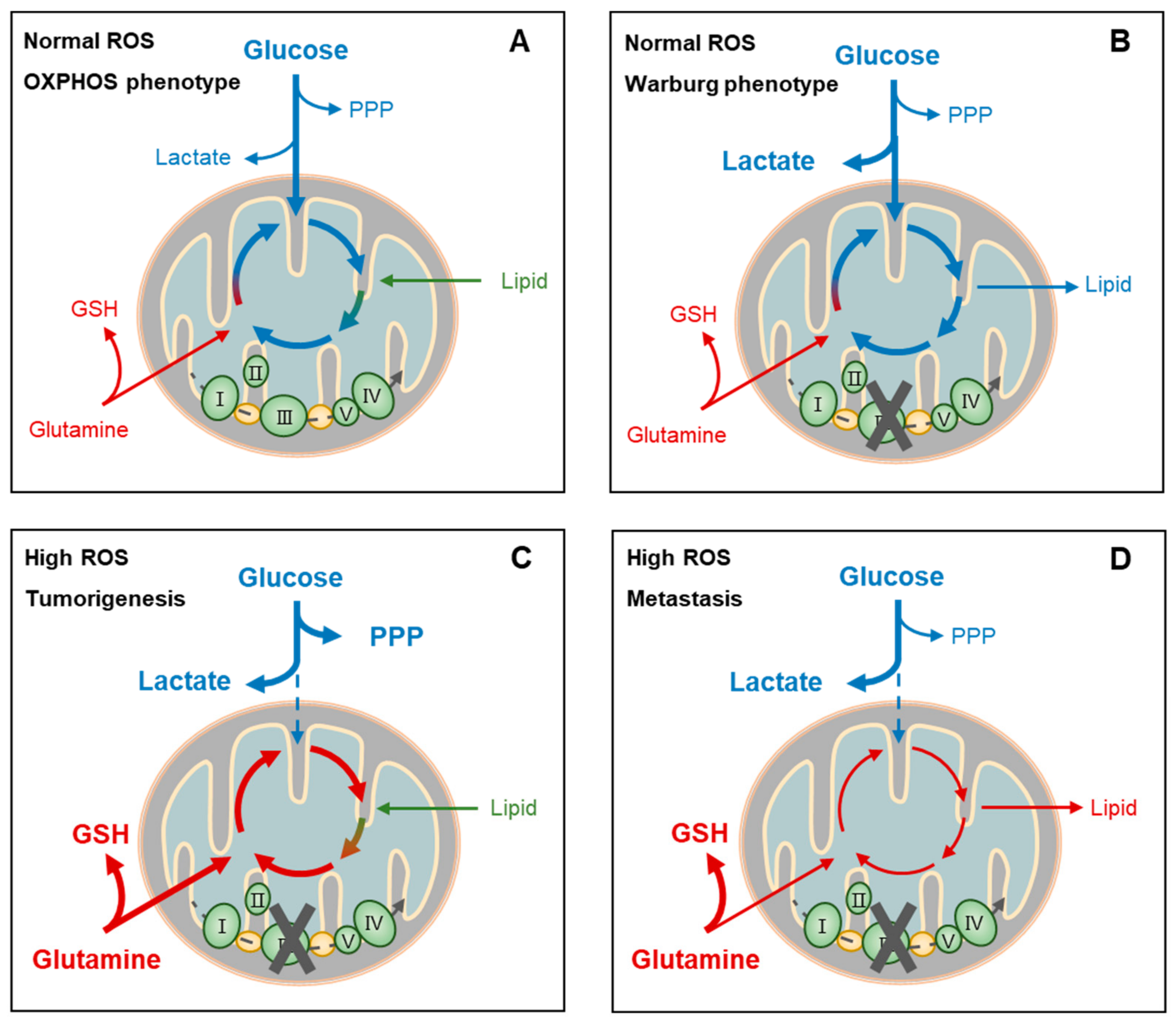 Antioxidants 11 01324 g004